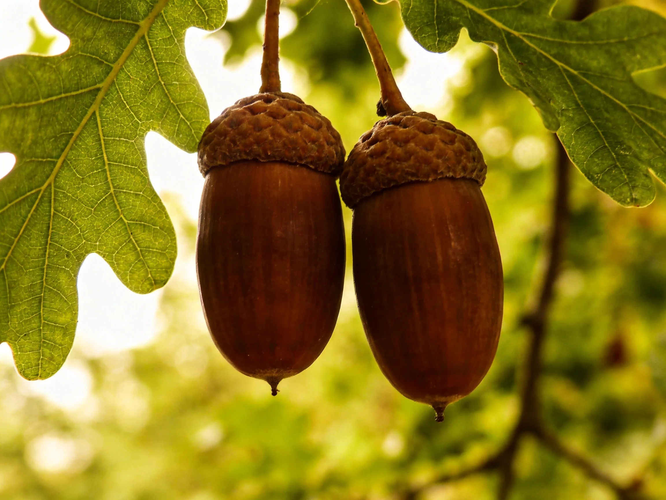Two large brown acorns hang from oak leaves in soft natural light