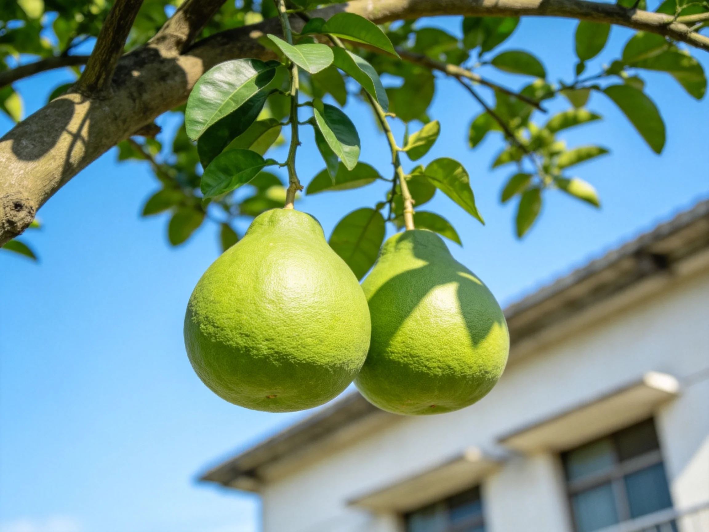 Two large green fruits hang from a tree branch beside a white building