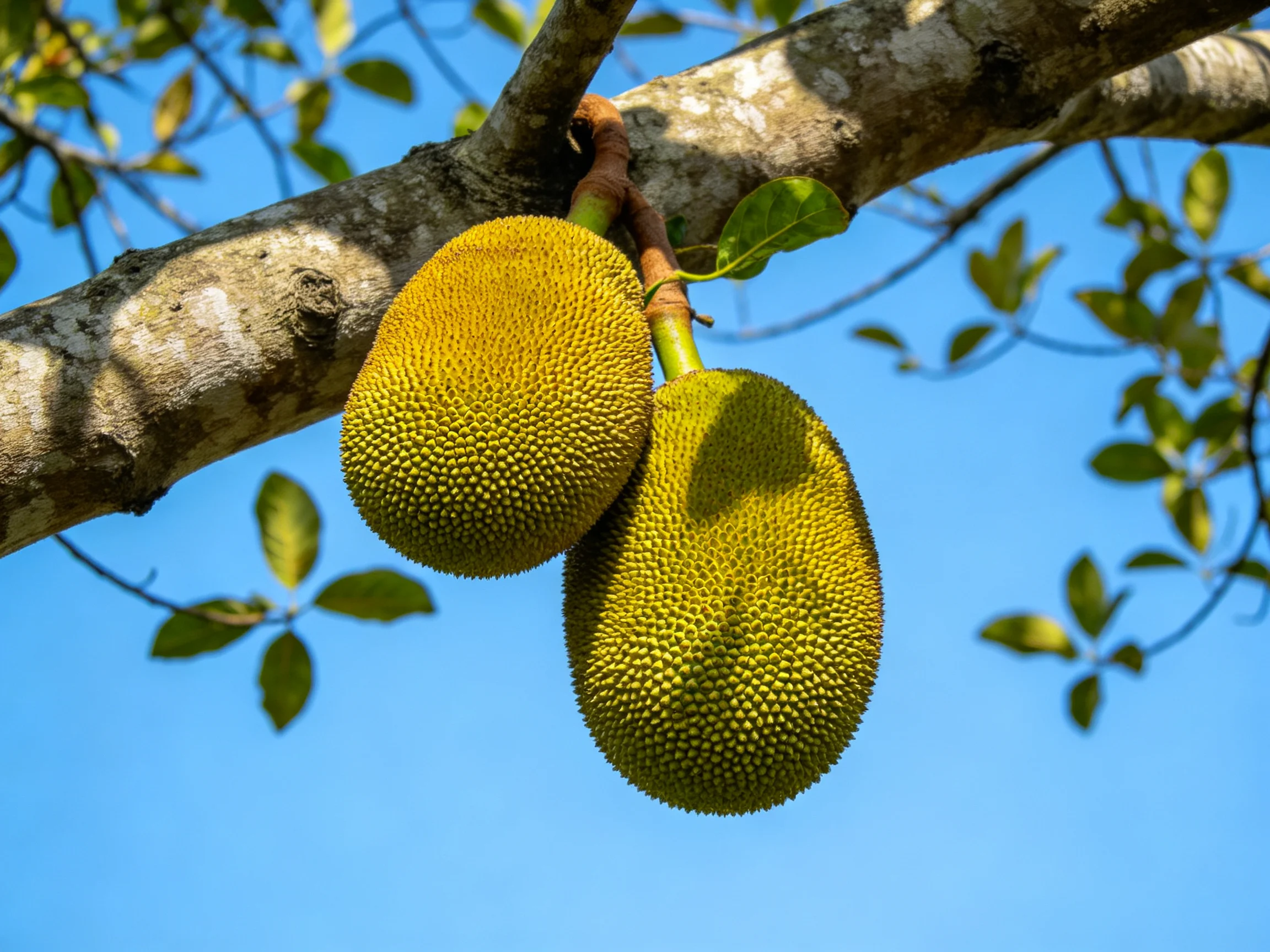 Two large green-yellow jackfruits hang from a tree branch