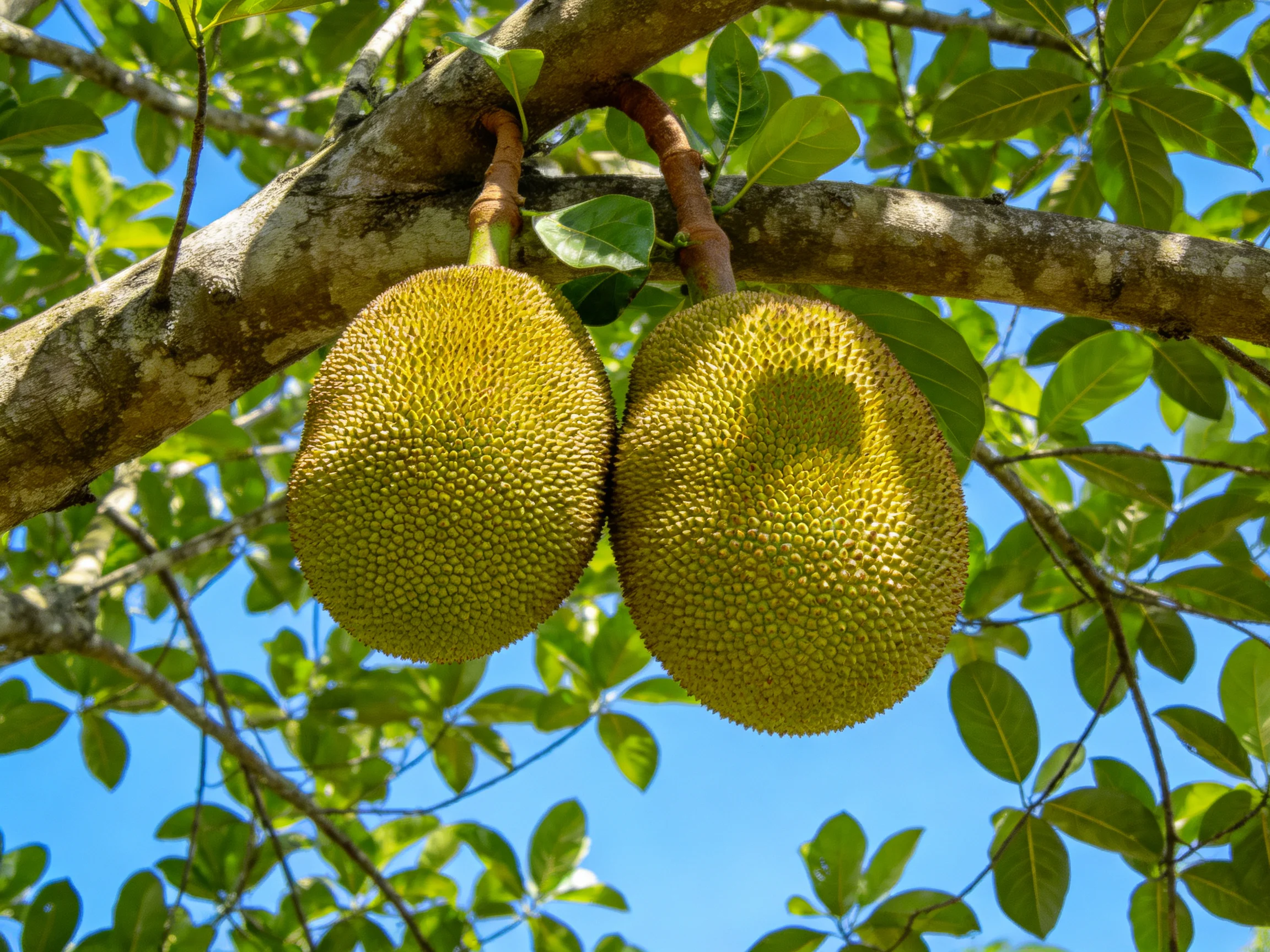Two large yellow-green jackfruits hang from a tree branch