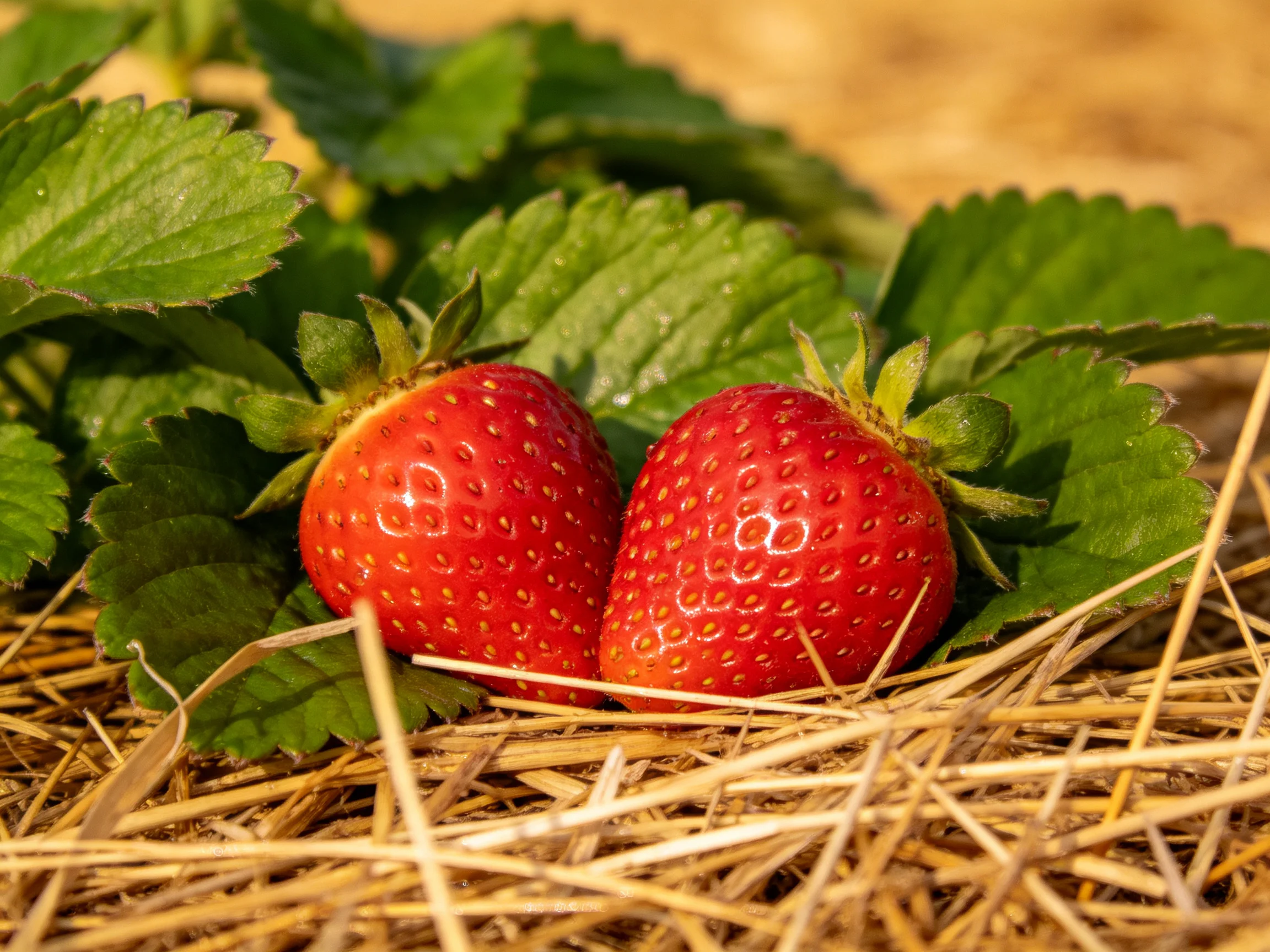 Two plump red strawberries nestled between green leaves and straw