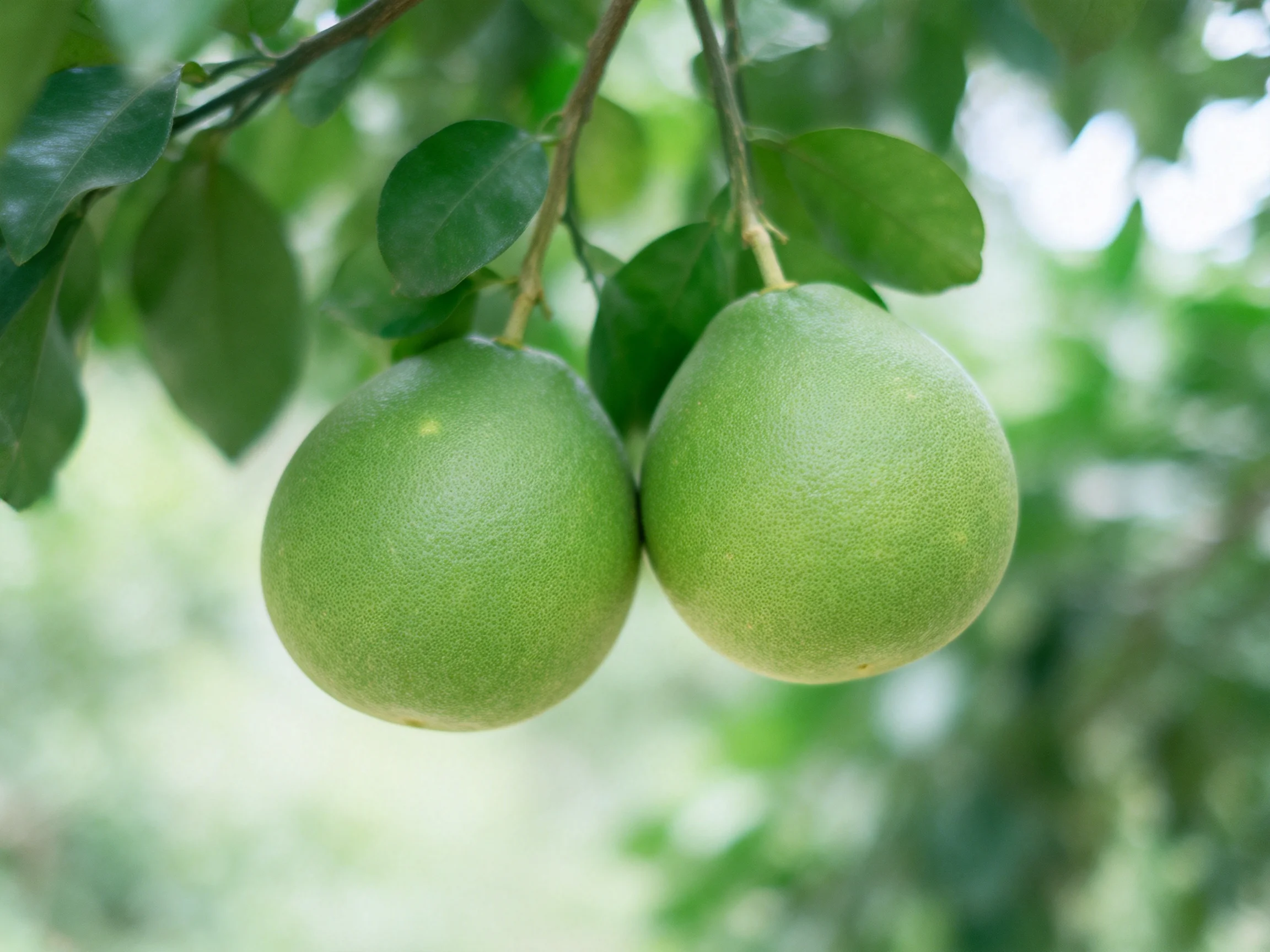 Two round green citrus fruits hang from a tree branch