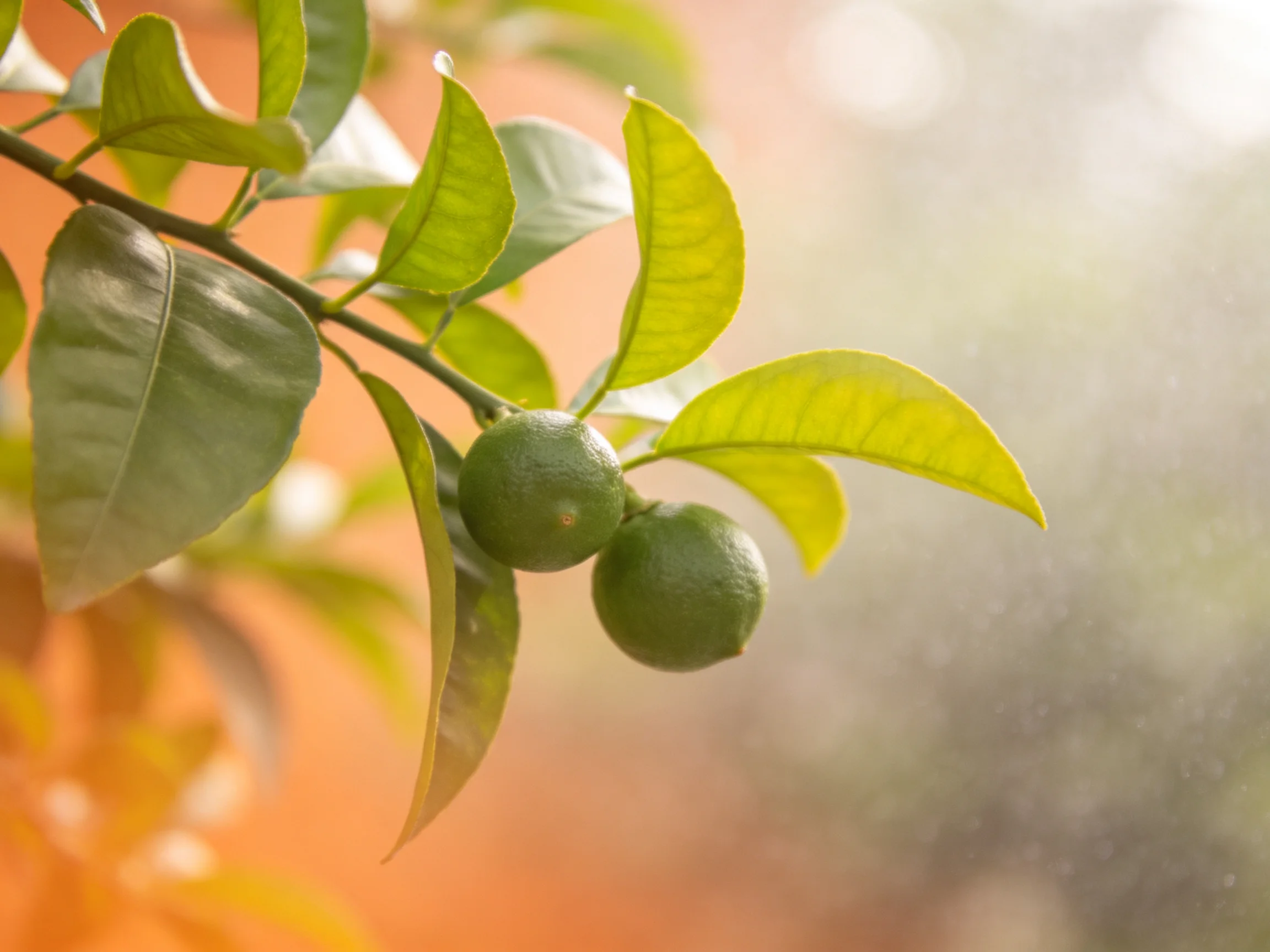 Two small green citrus fruits hang from a branch with vibrant leaves under soft light