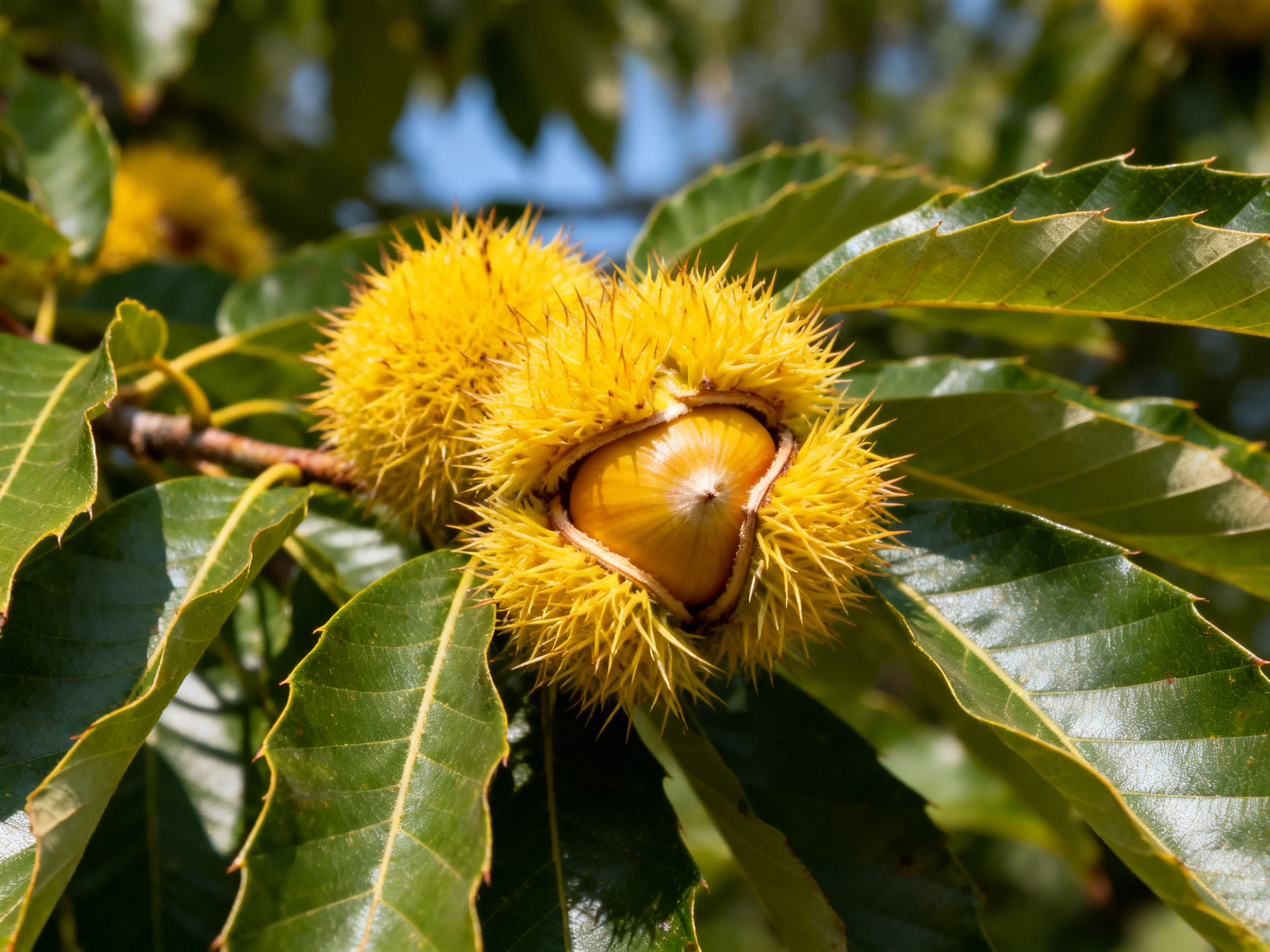 Two spiky yellow chestnut burrs amid glossy green leaves