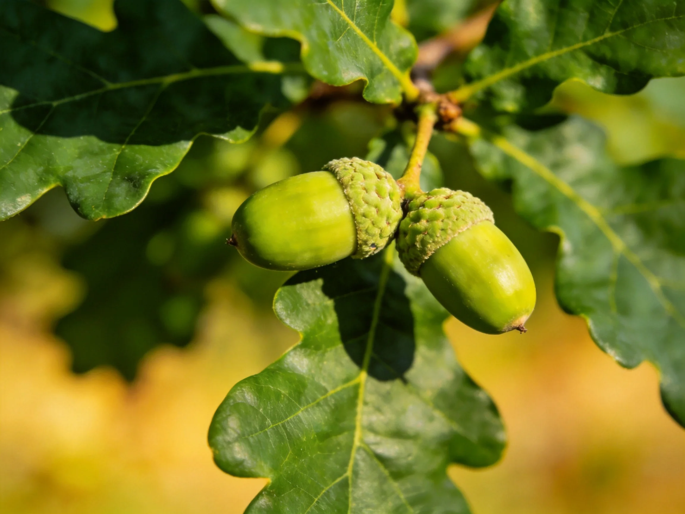 Two vibrant green acorns hang from an oak branch with textured leaves