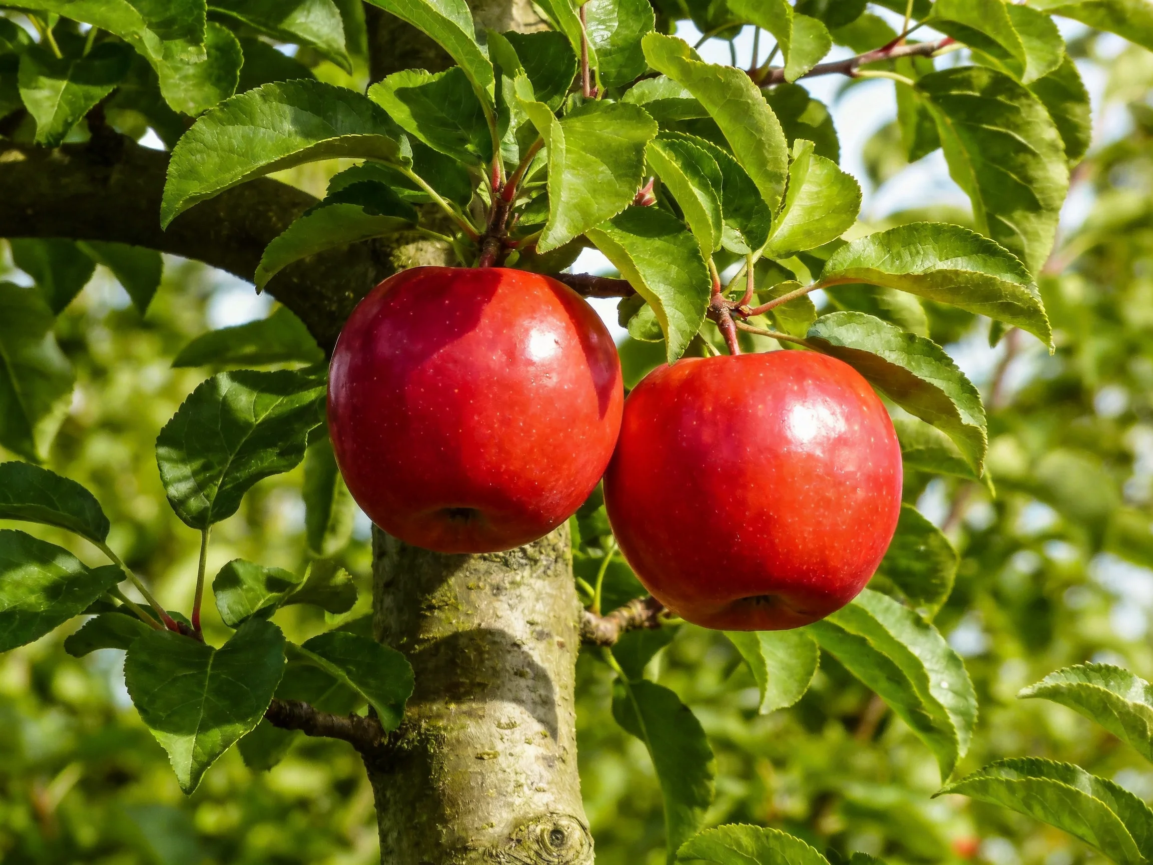 Two vibrant redapples hang from a leafy apple tree branch