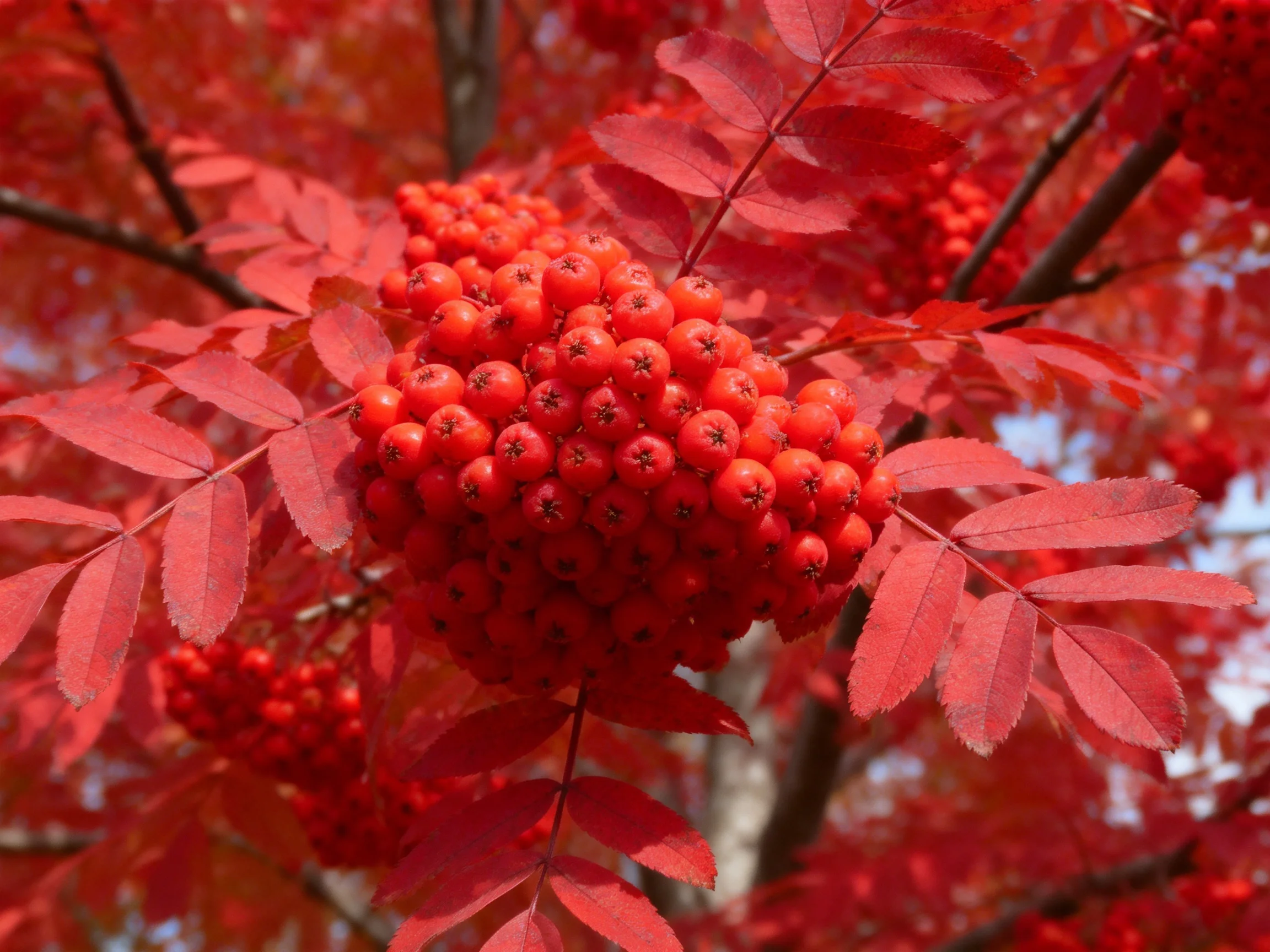 Vibrant Red Berry Clusters Among Glossy Autumn Leaves