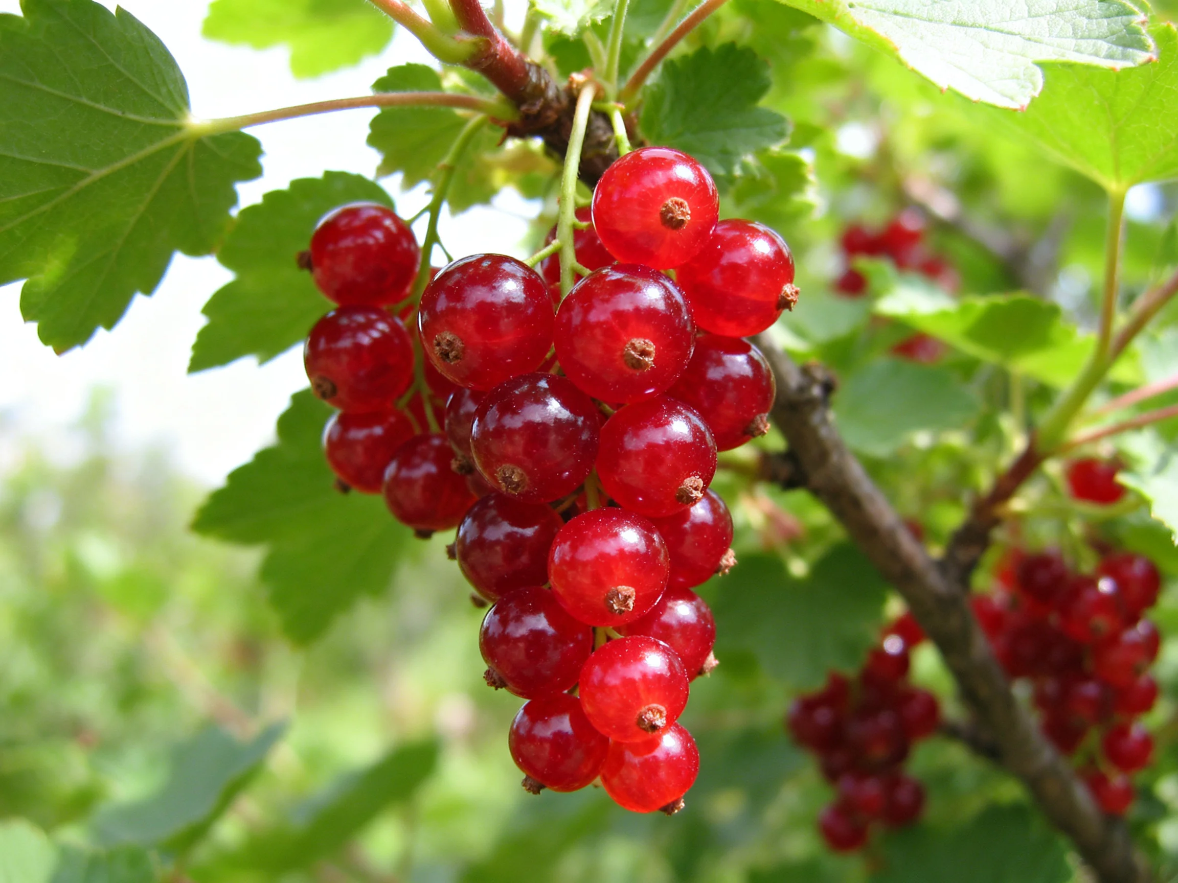 Vibrant clusters of red currants hang among lush green foliage.