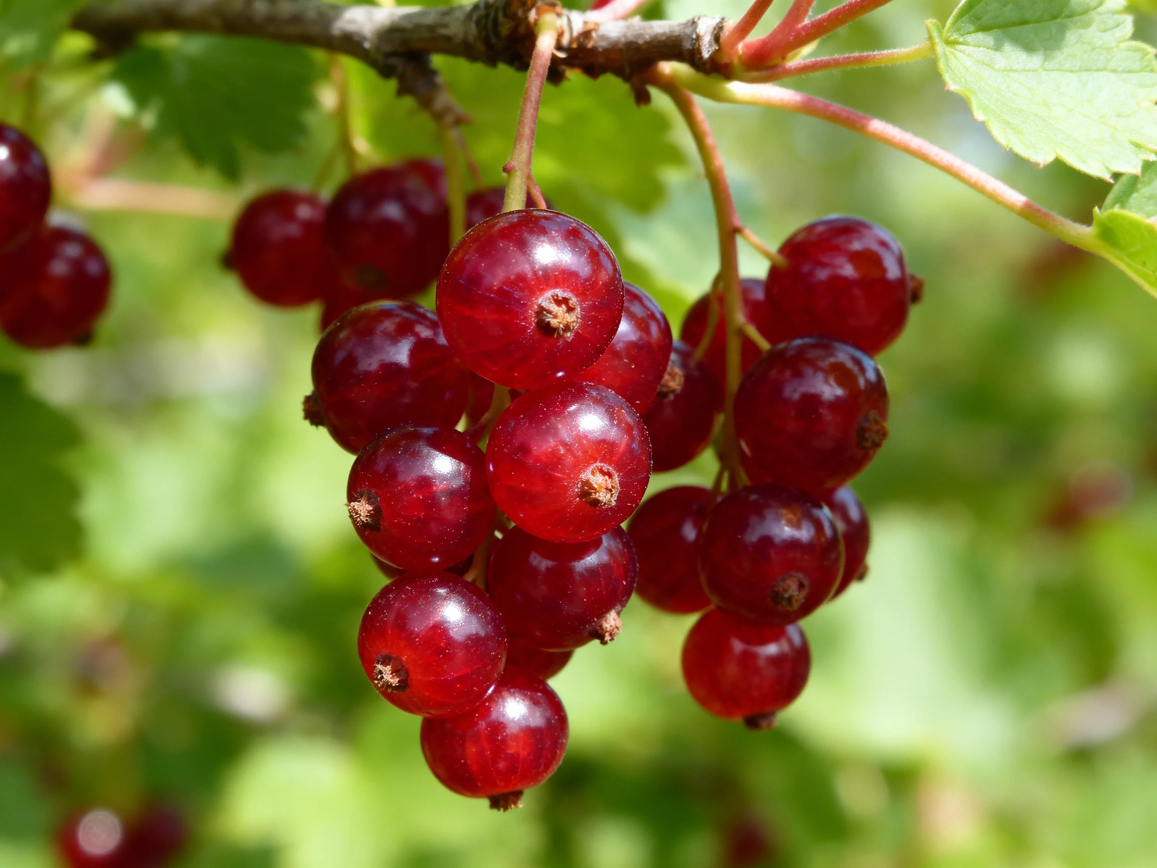 Vibrant clusters of red currants hang from a branch amidst green foliage