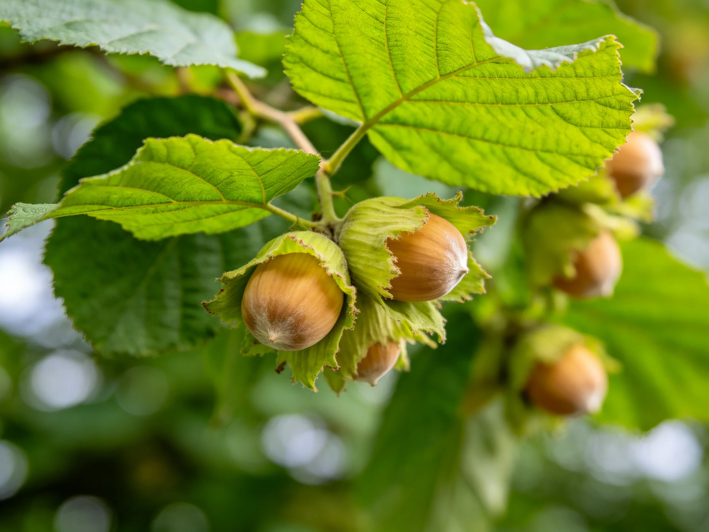 Vibrant green leaves surround clusters of brown hazelnuts