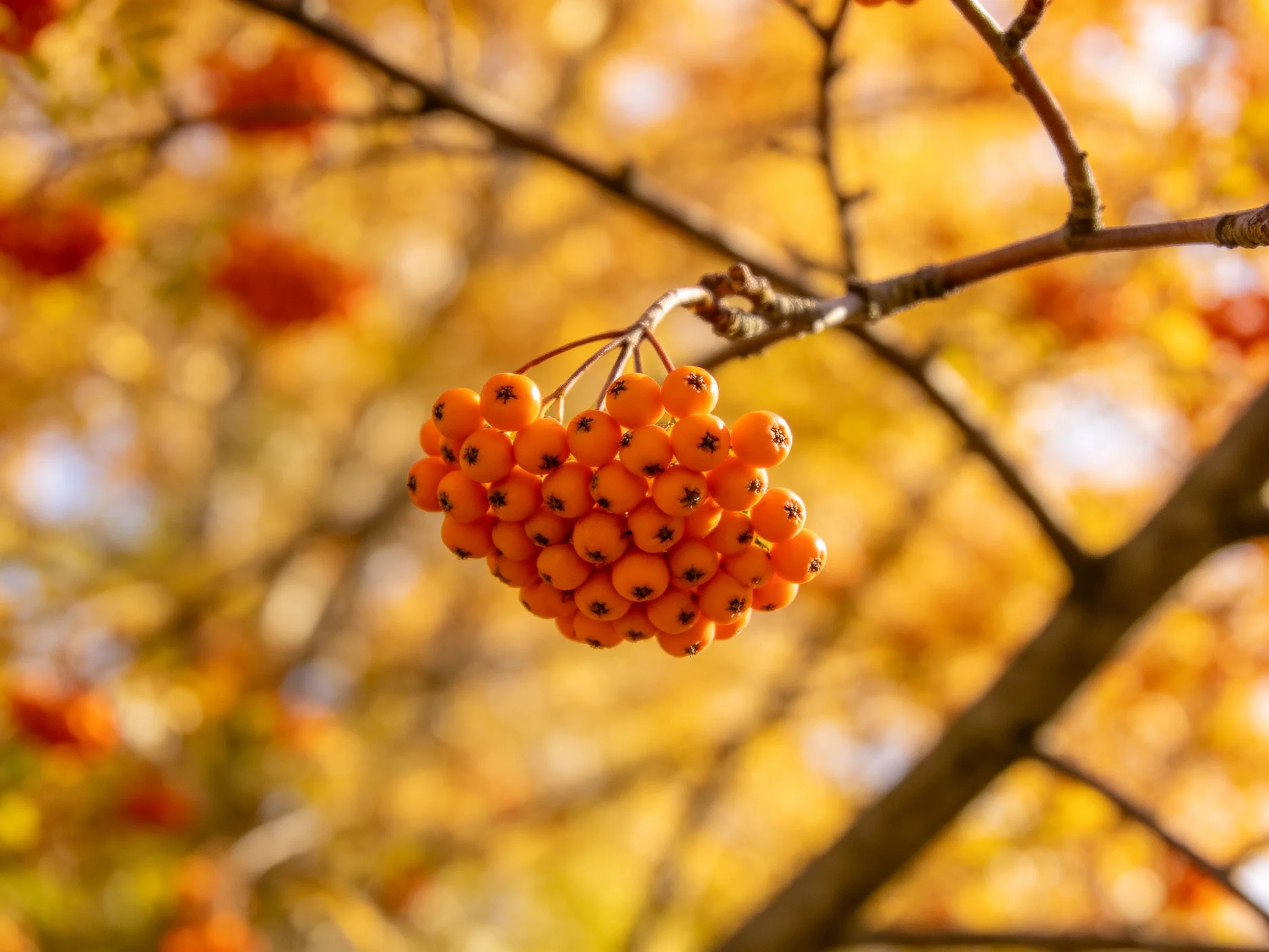 Vibrant orange berries clustered on a tree branch amid golden autumn leaves