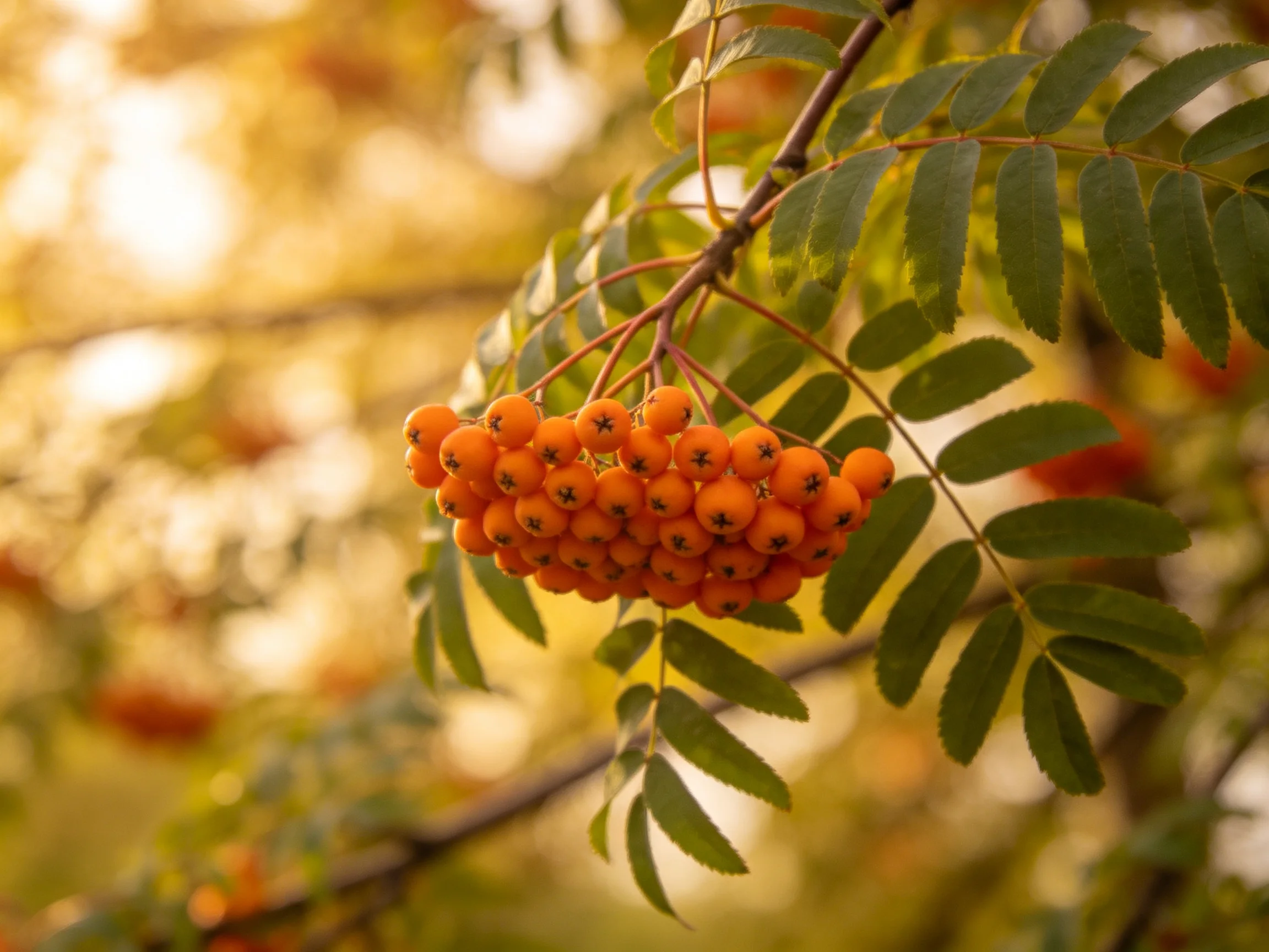 Vibrant orange berry cluster on a leafy branch