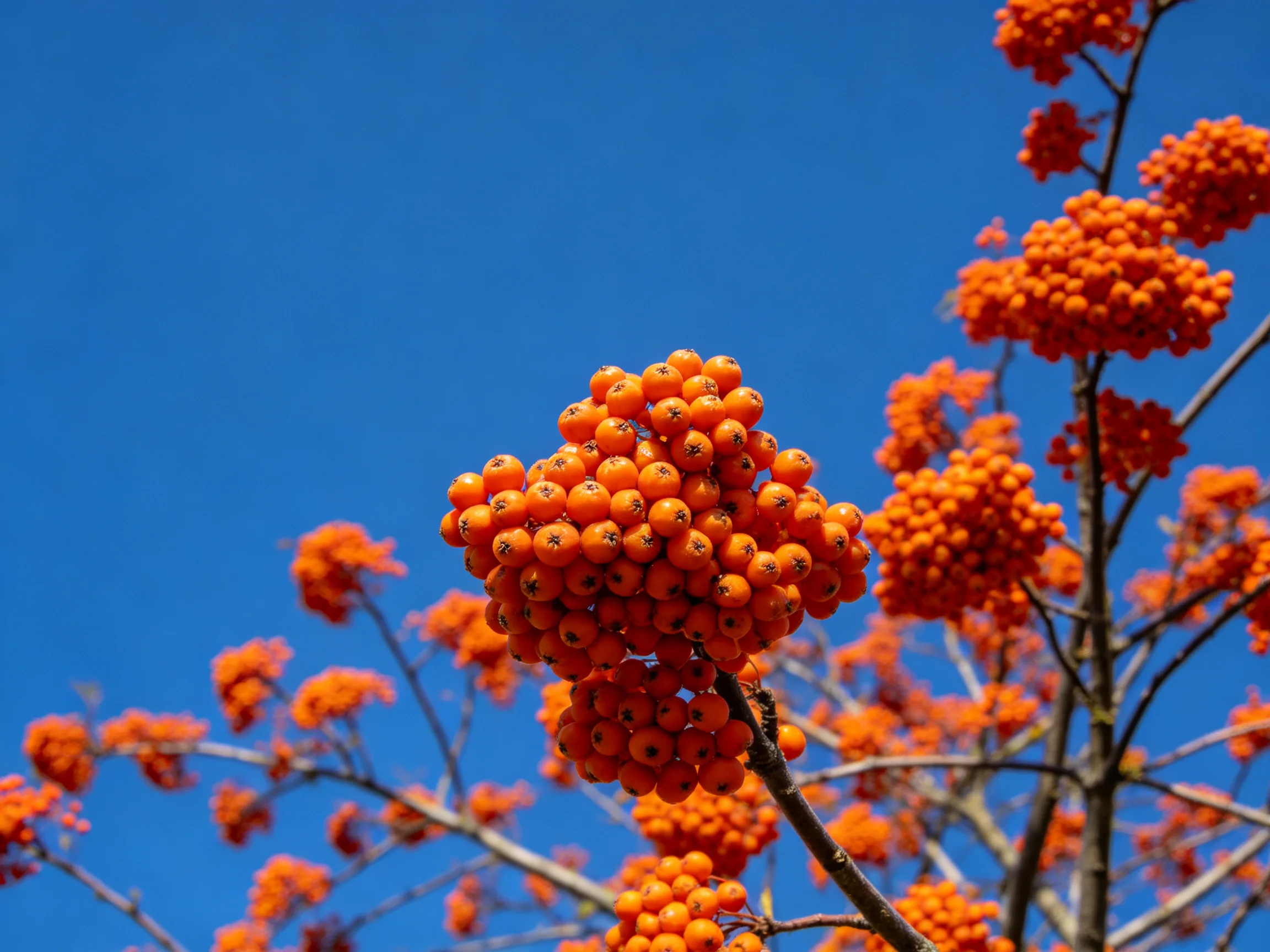 Vibrant orange berry clusters against a clear blue sky