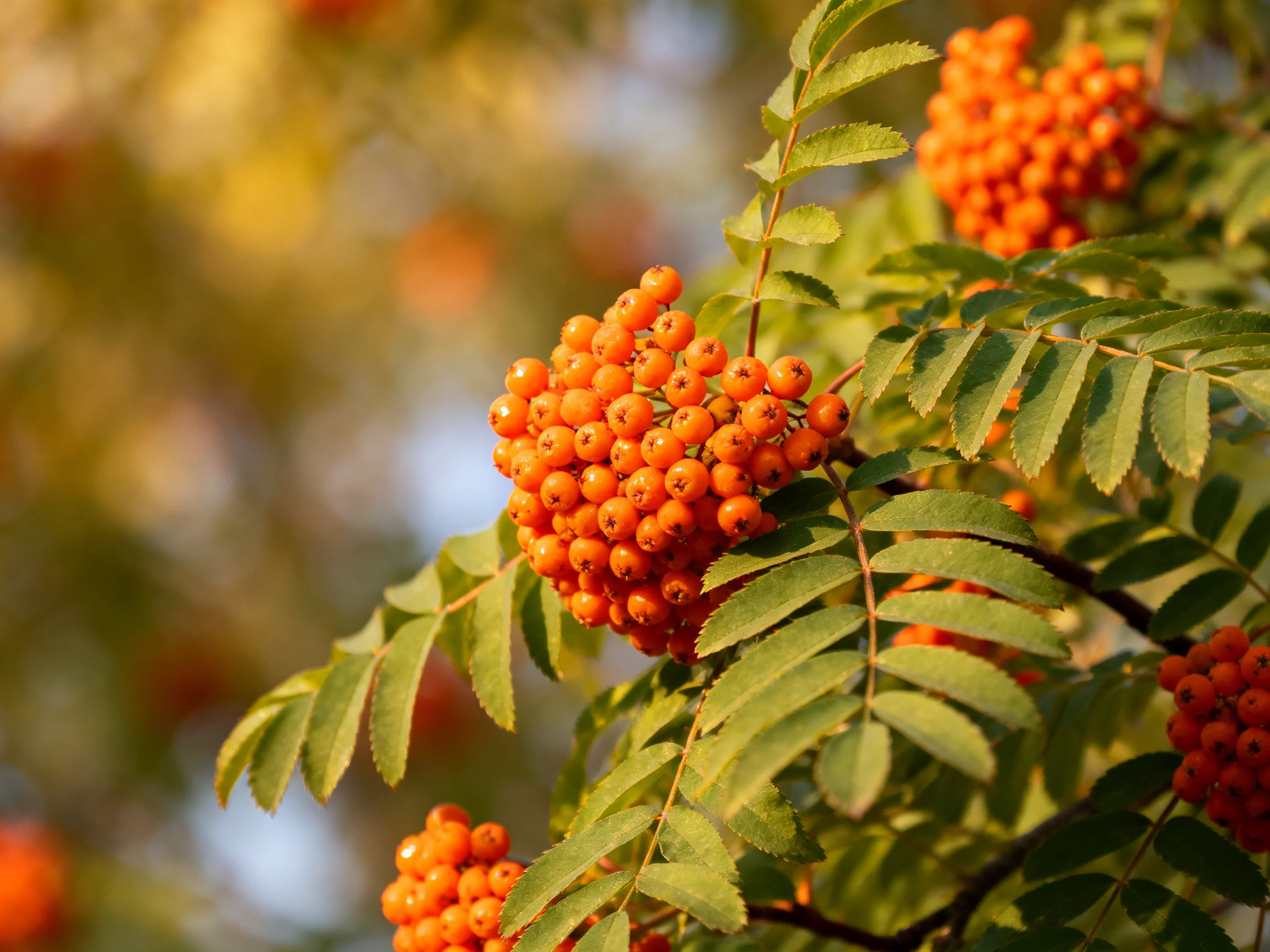 Vibrant orange berry clusters amid lush green foliage