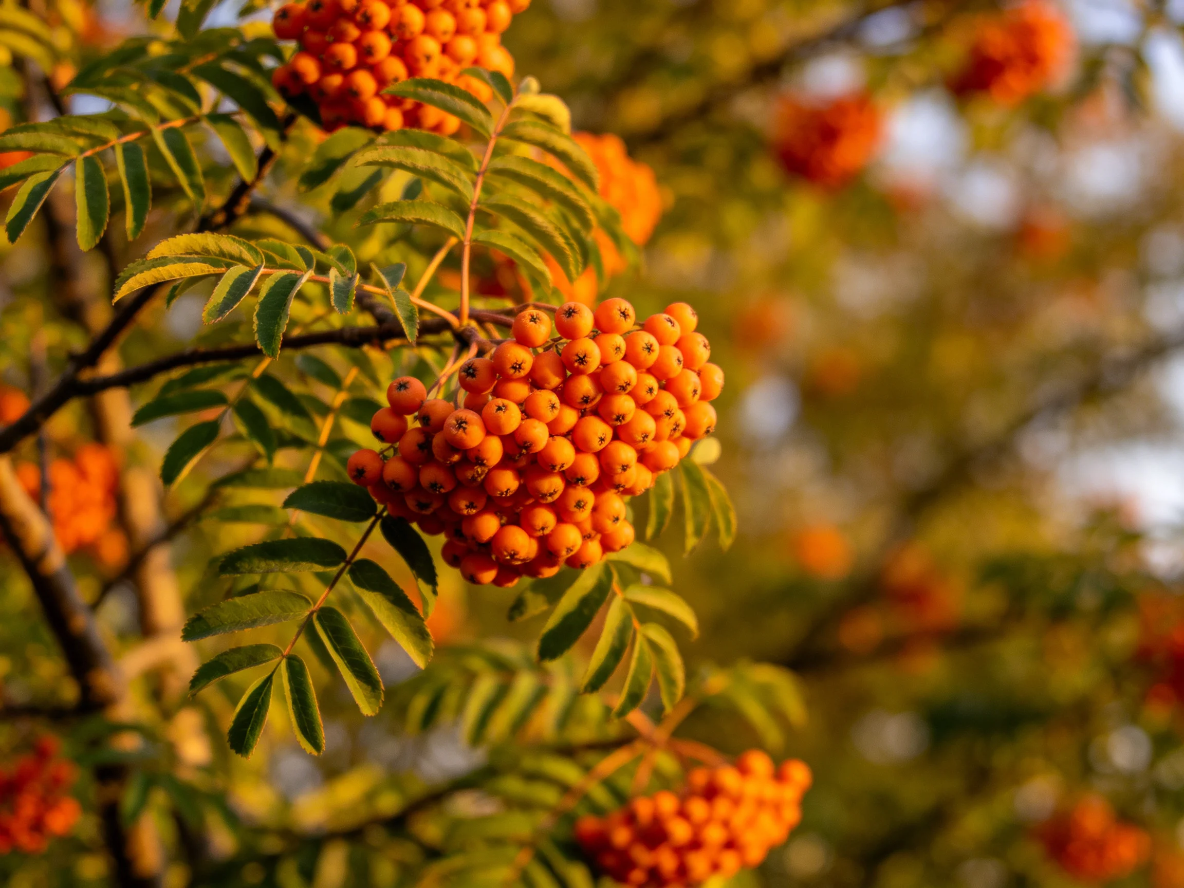 Vibrant orange berry clusters amid lush green foliage under golden-hour light