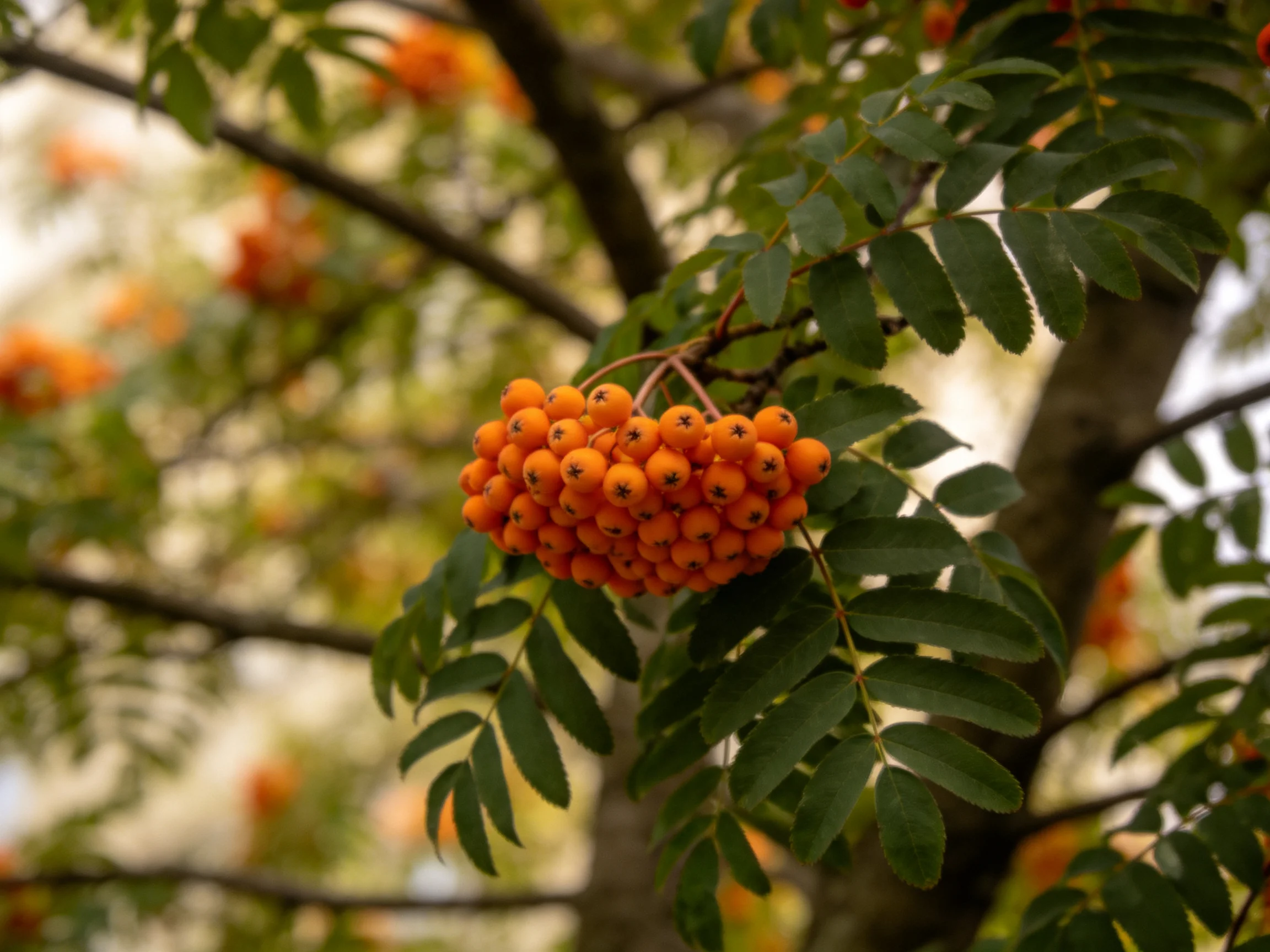 Vibrant orange berry clusters hang from a leafy tree branch