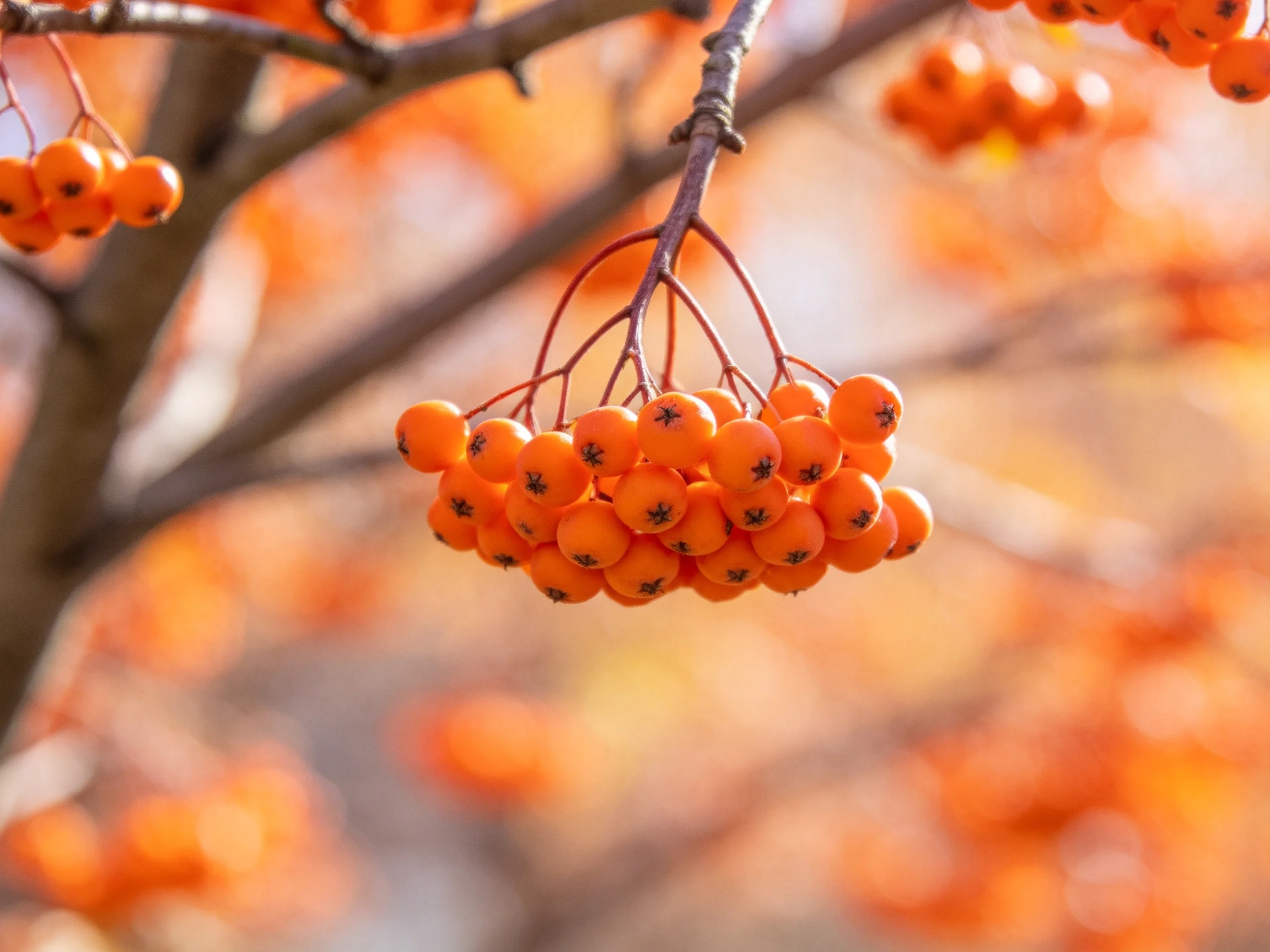 Vibrant orange berry clusters hang from slender tree branches