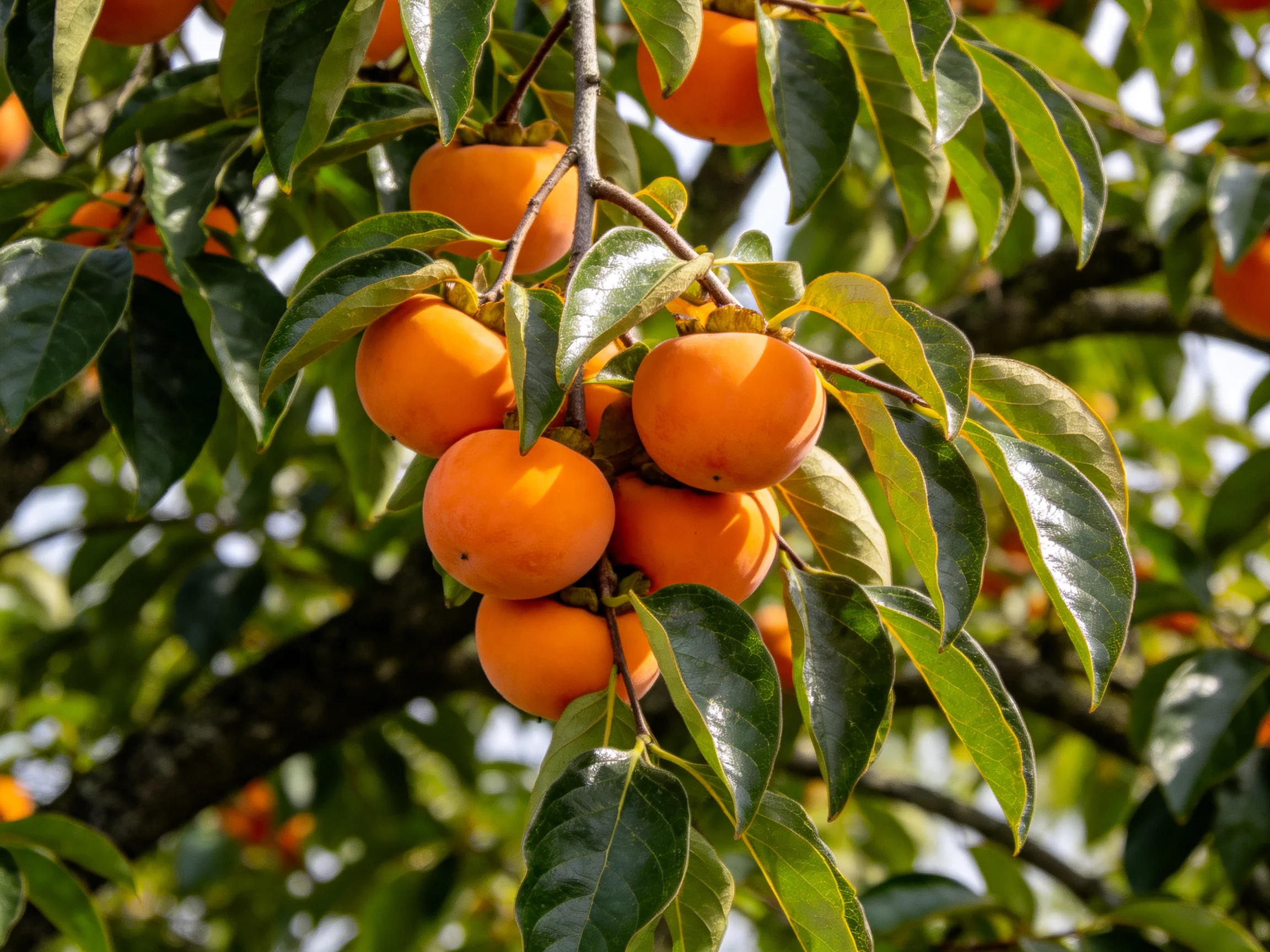 Vibrant orange persimmons cluster on tree branches amid glossy green leaves