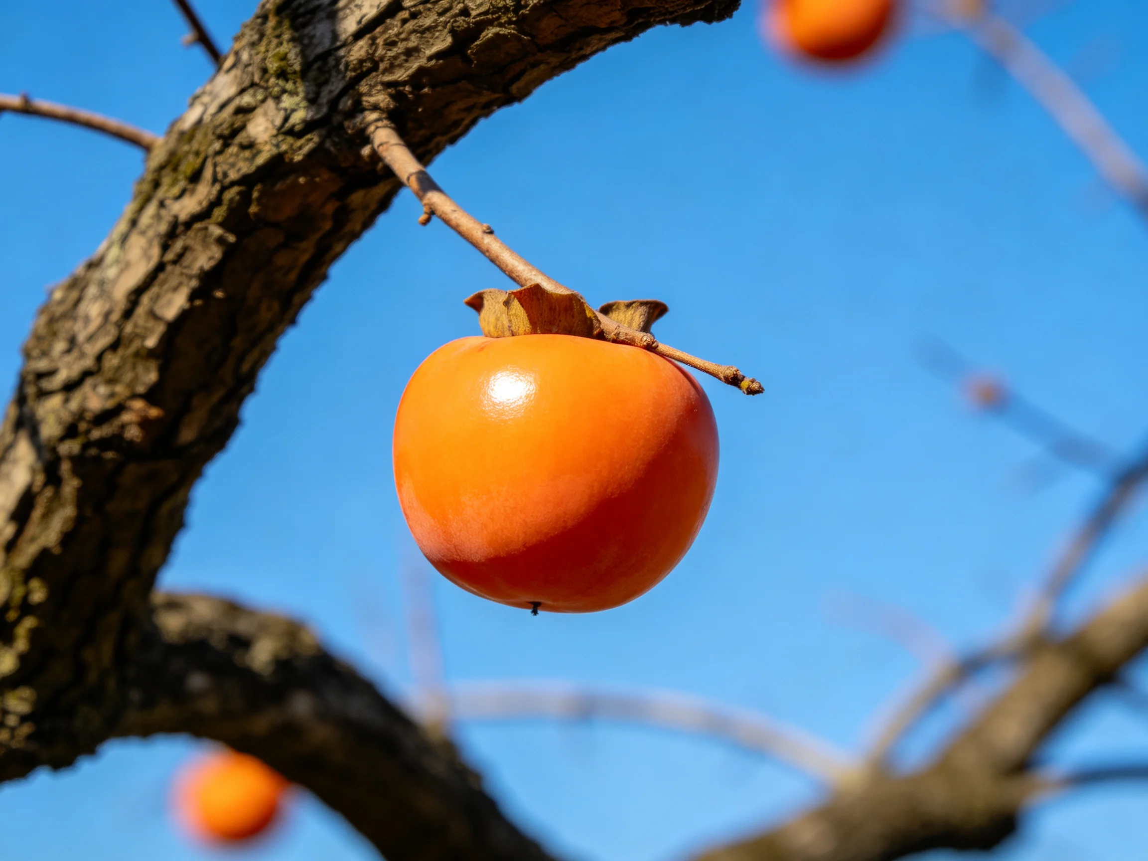Vibrant orange persimmons hang from gnarled branches under clear blue sky