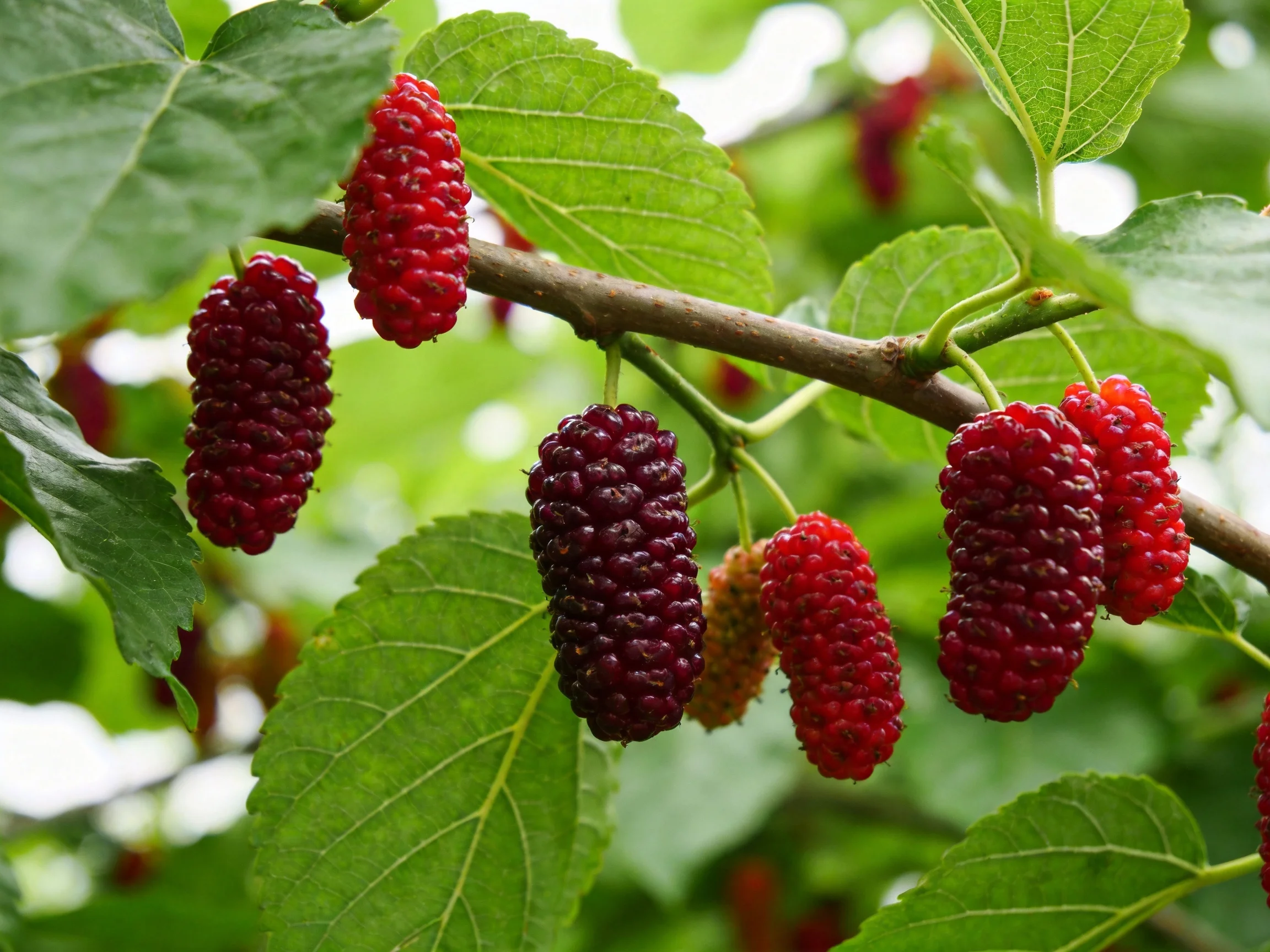 Vibrant red and deep purple mulberries hang among lush green leaves