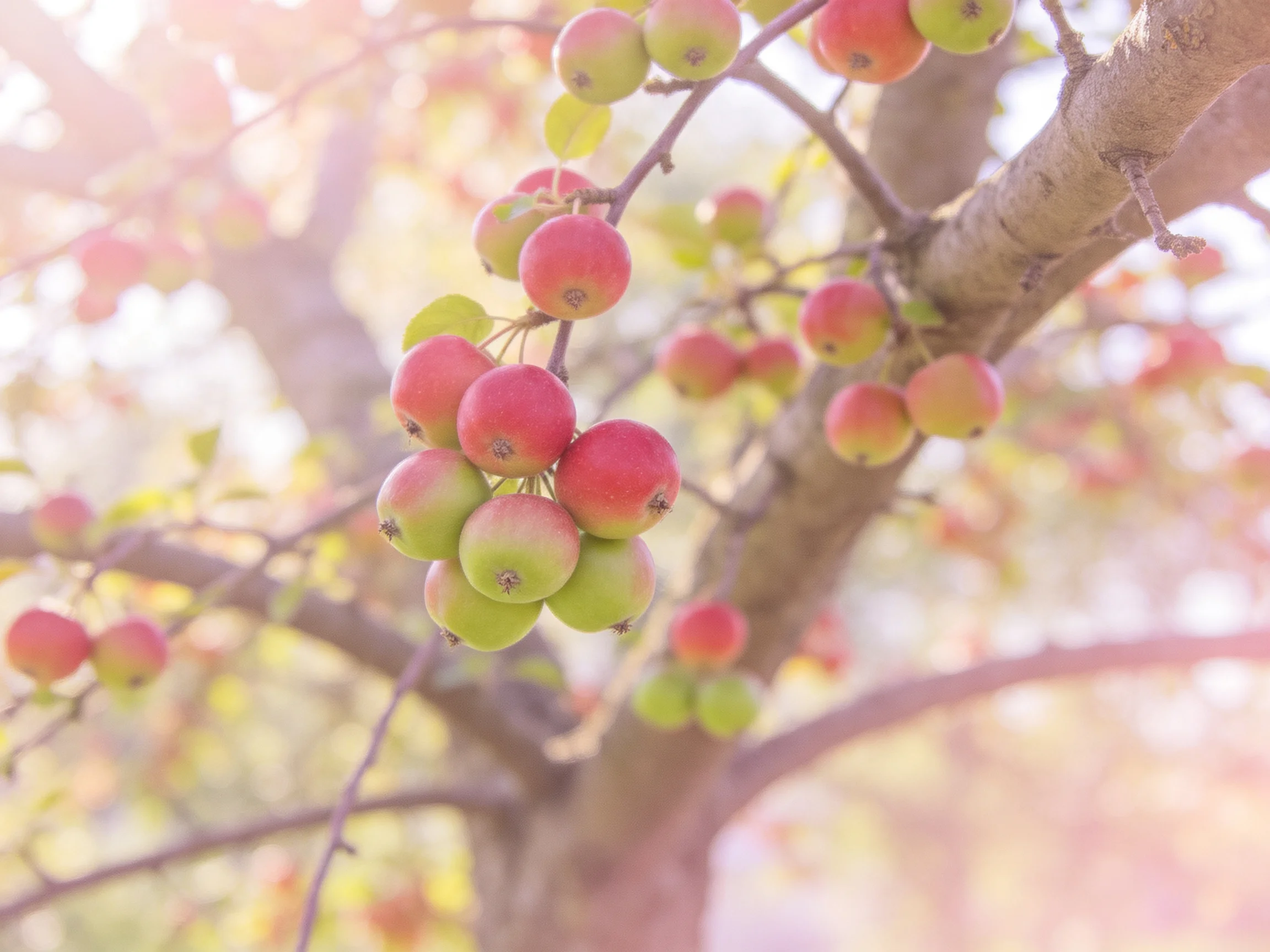 Vibrant red and green apples clustered on a sunlit tree branch