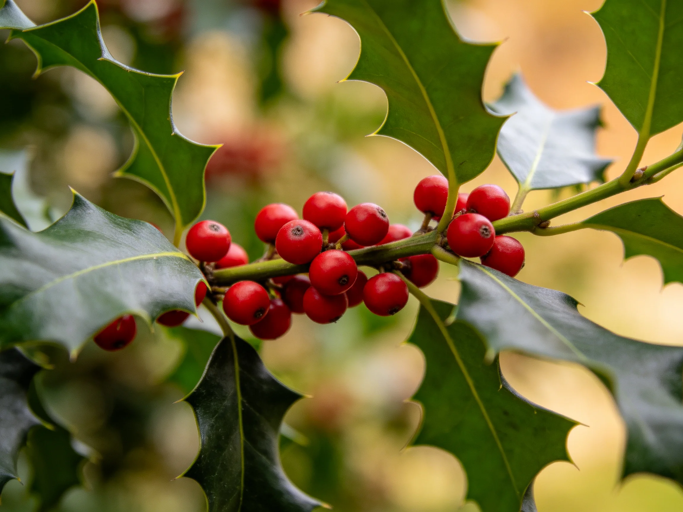 Vibrant red berries clustered on a holly branch with glossy green leaves
