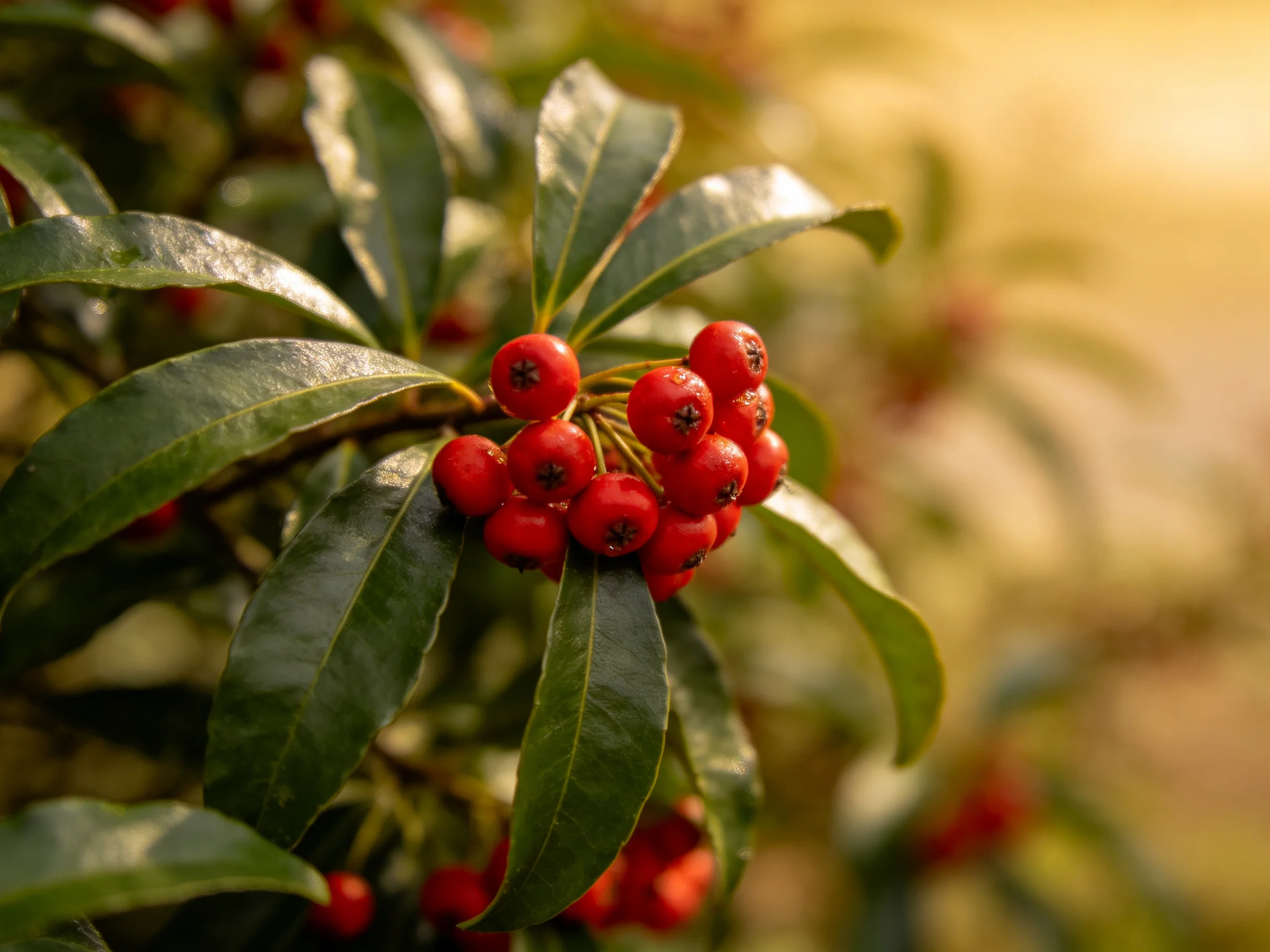 Vibrant red berry cluster amid glossy green foliage
