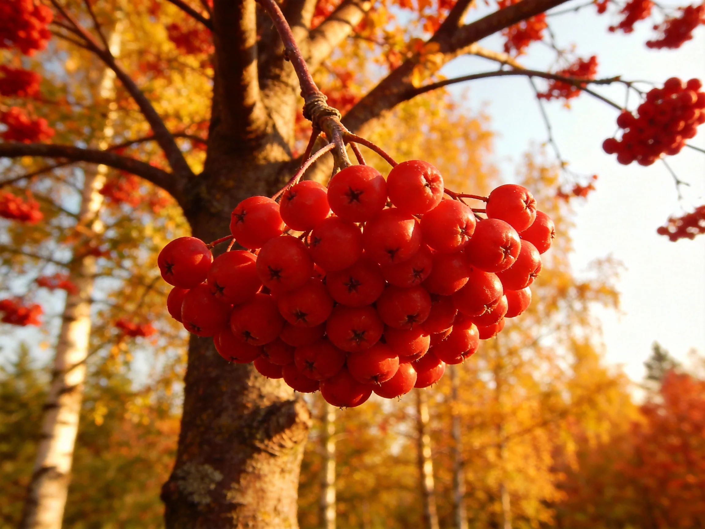 Vibrant red berry cluster hanging from autumn tree