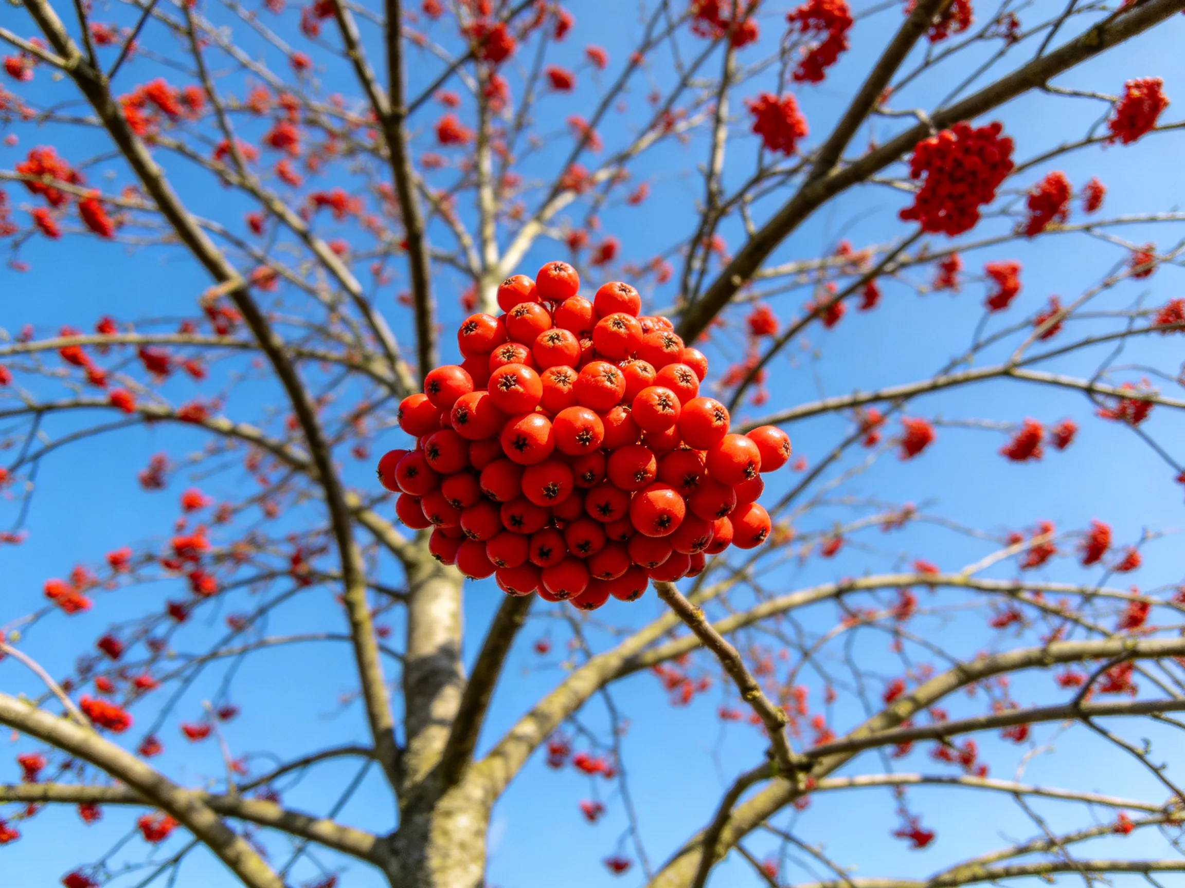 Vibrant red berry clusters adorn a sparsely branched tree under clear blue sky