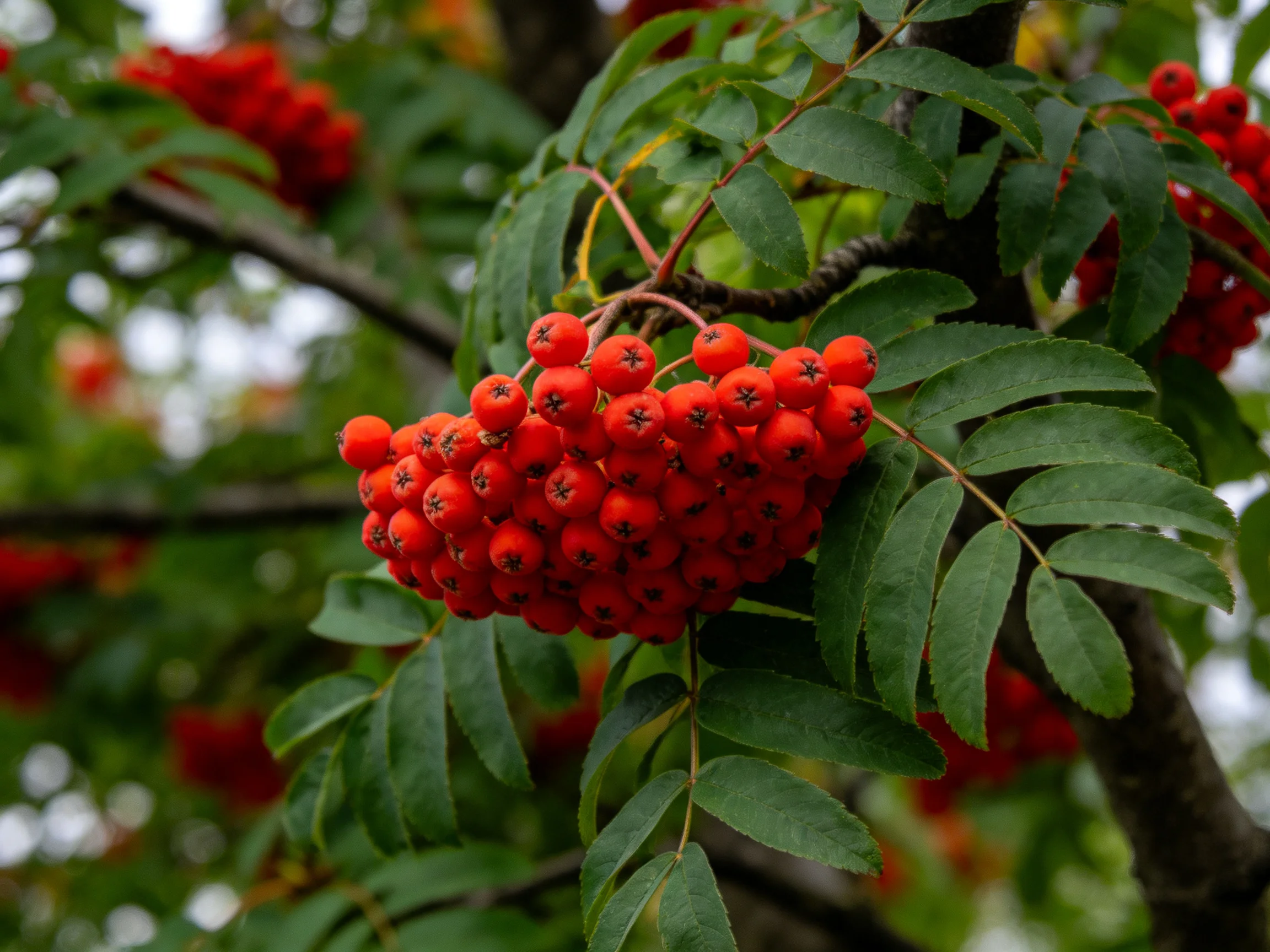 Vibrant red berry clusters adorn a tree with glossy green foliage