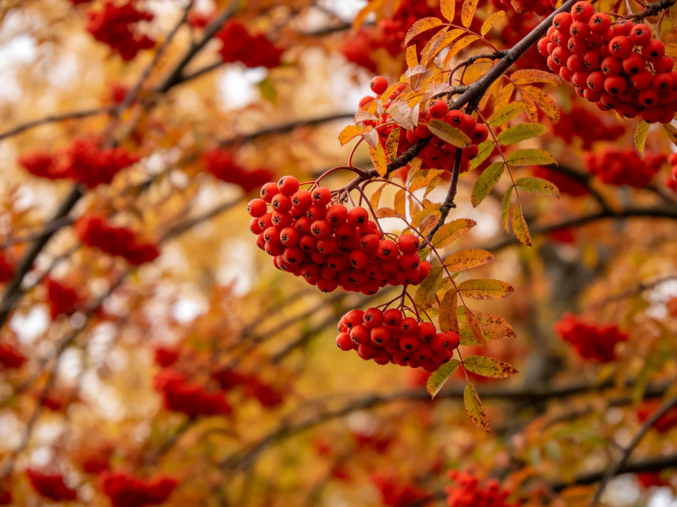 Vibrant red berry clusters adorn branches with autumn-hued leaves