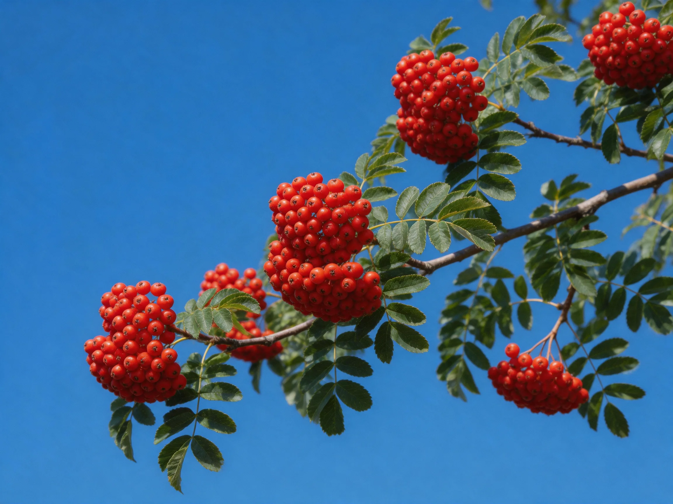 Vibrant red berry clusters adorn branches with clear blue sky