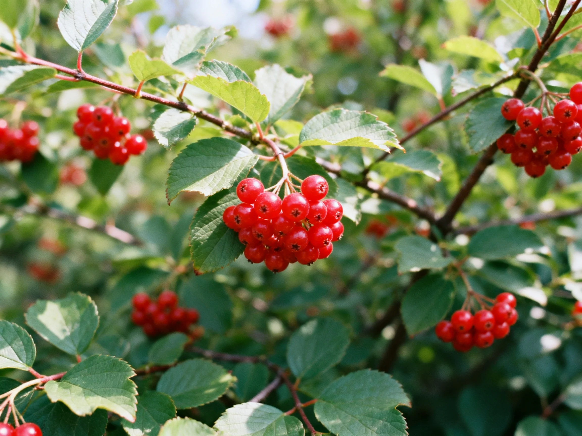 Vibrant red berry clusters adorn lush green foliage on slender branches