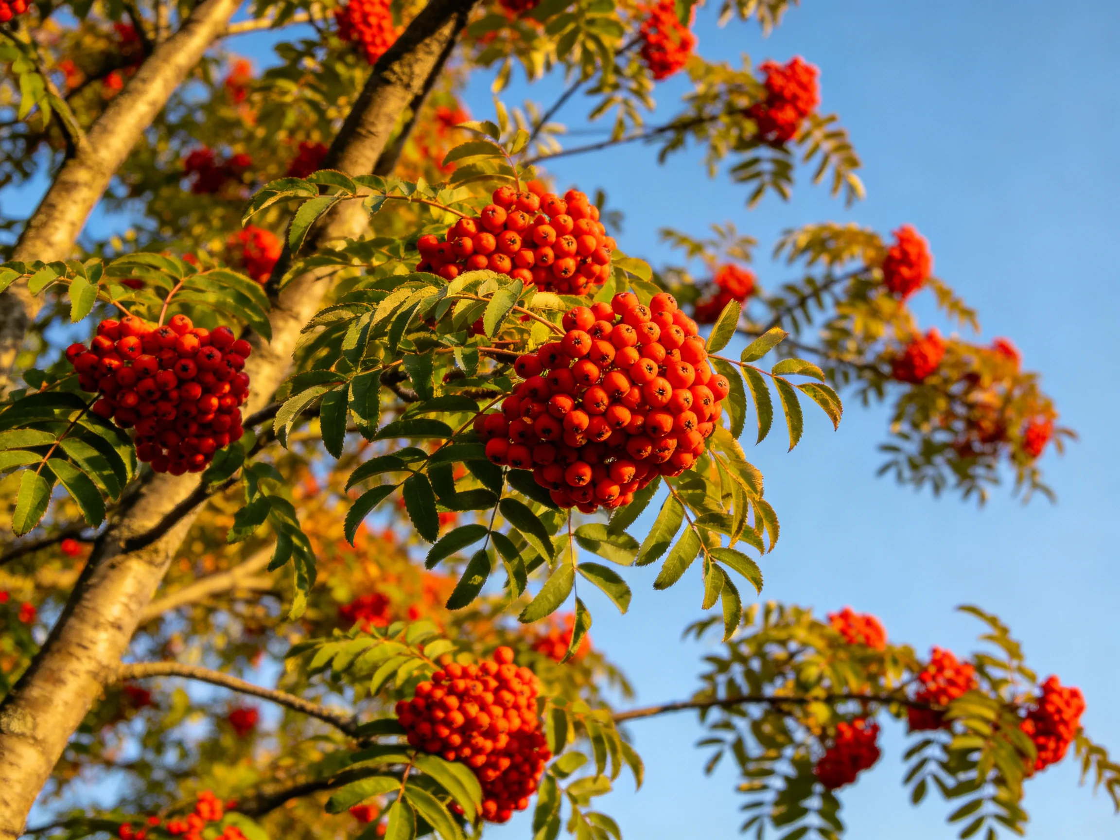 Vibrant red berry clusters adorn tall tree branches with green foliage