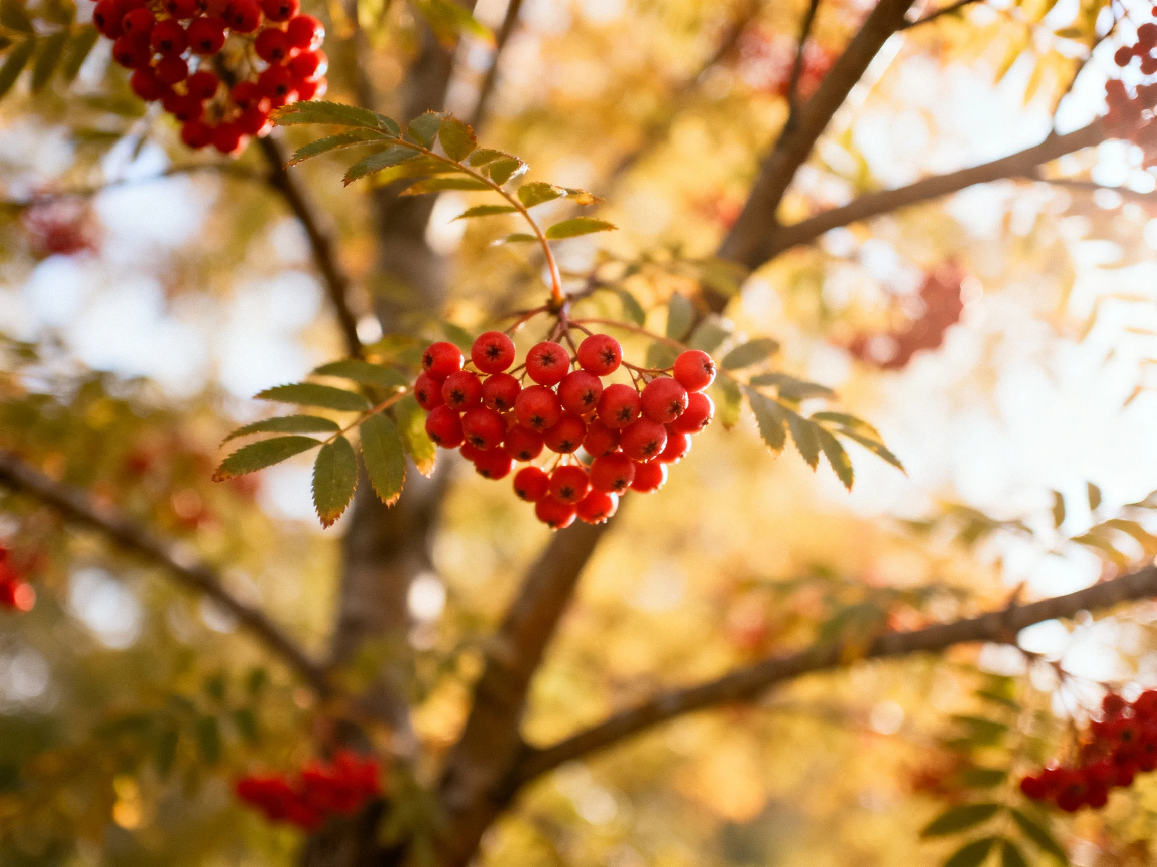 Vibrant red berry clusters adorn tree branches in golden autumn light
