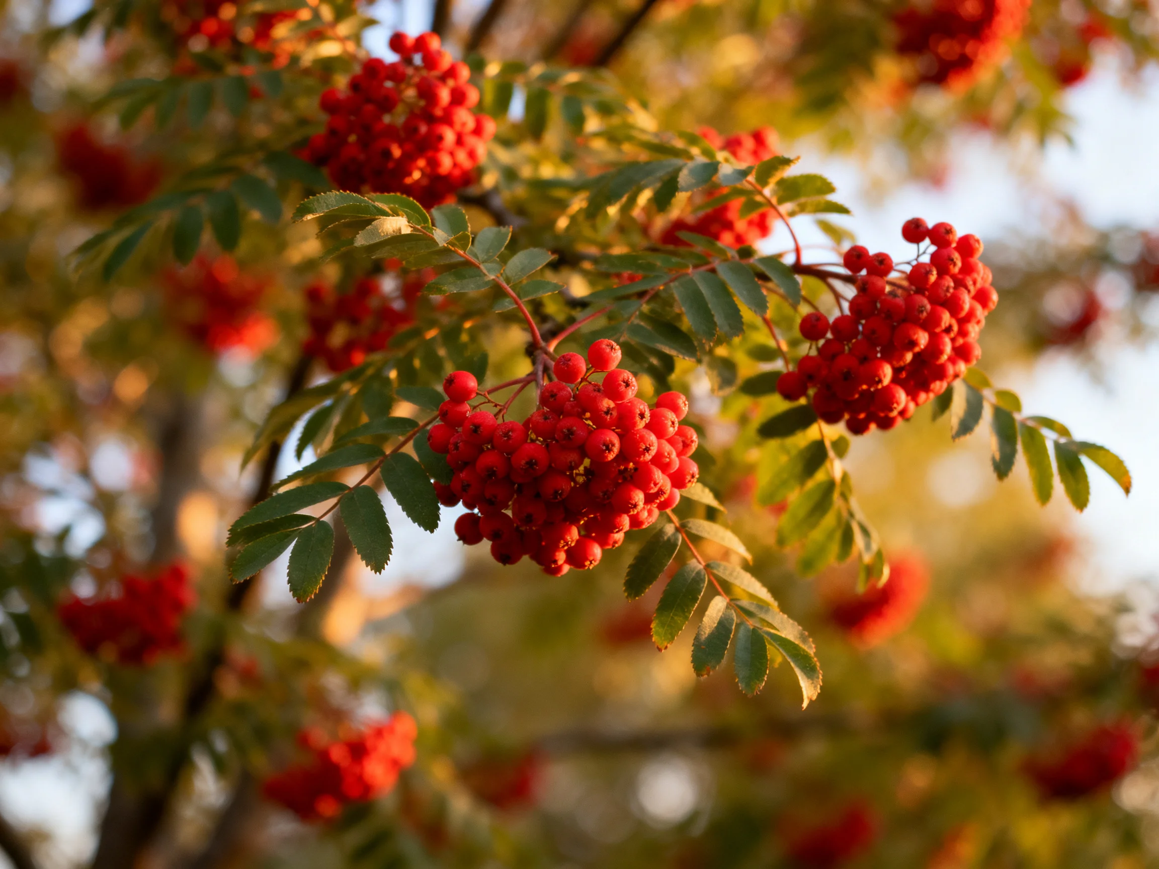 Vibrant red berry clusters adorn tree branches with green foliage