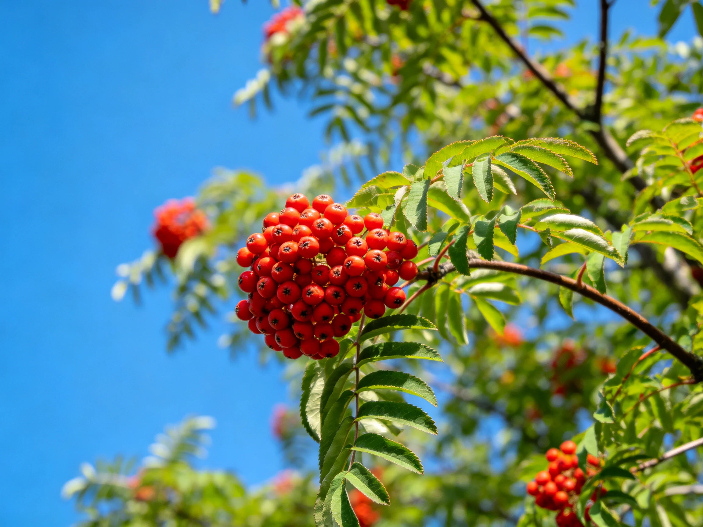 Vibrant red berry clusters amid lush green foliage under clear blue sky