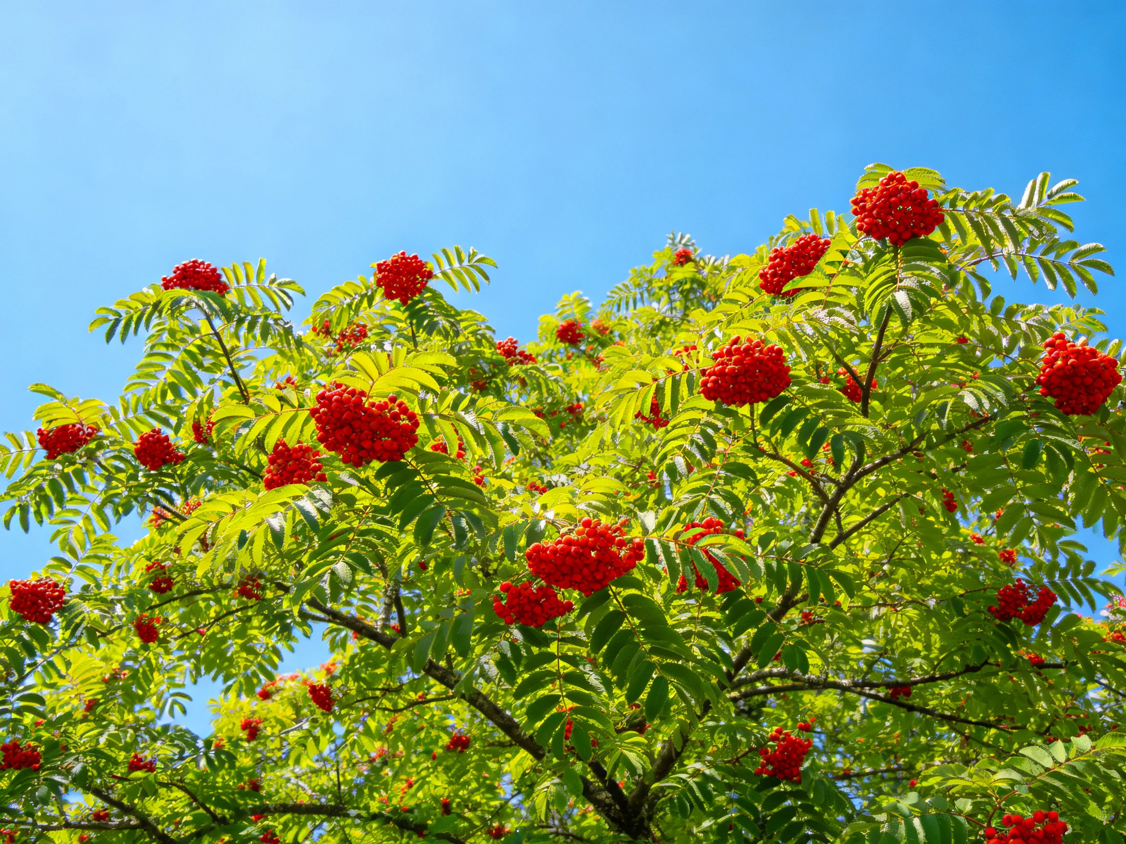 Vibrant red berry clusters amid lush green foliage under clear blue sky