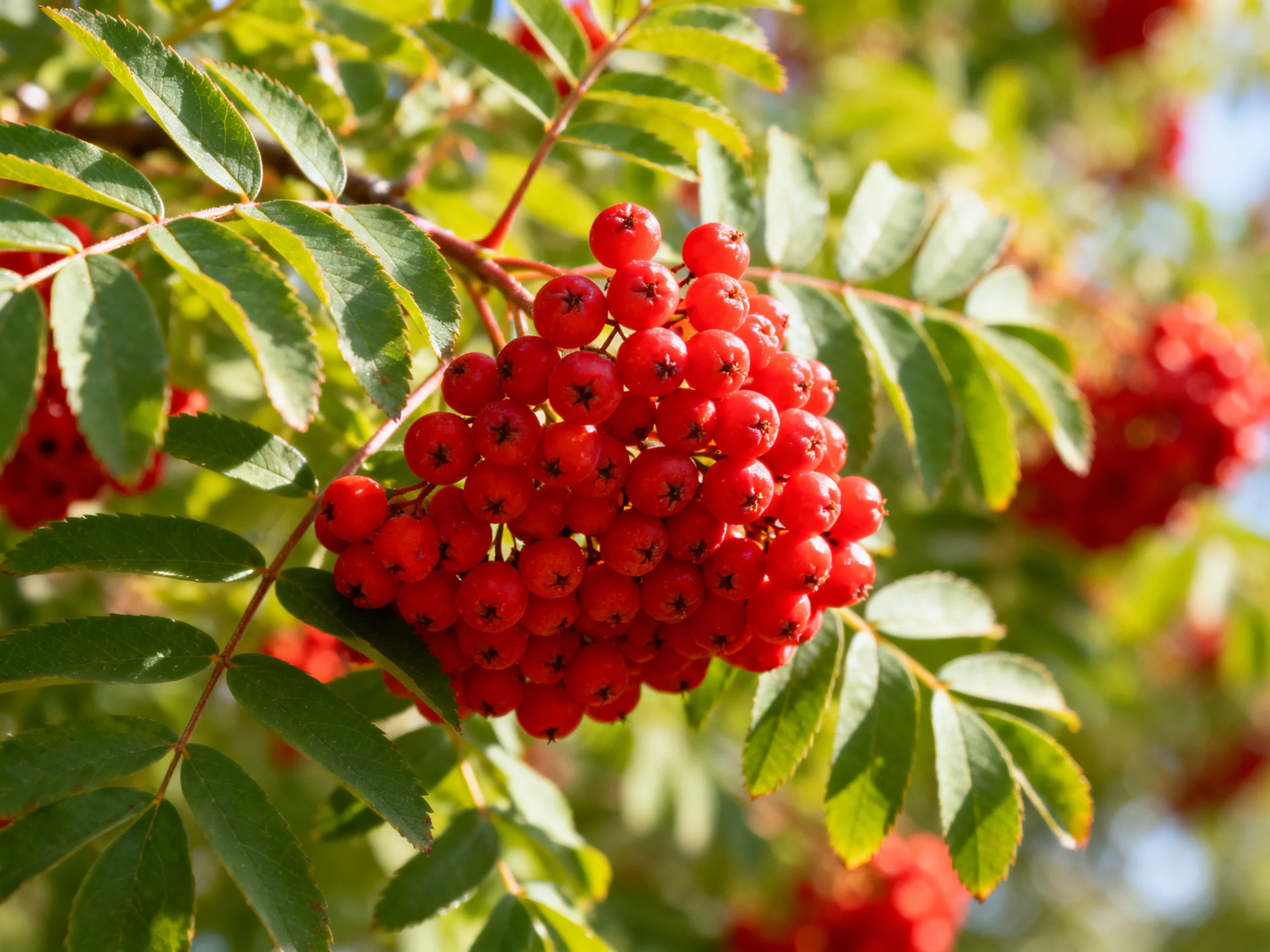 Vibrant red berry clusters amidst lush green foliage