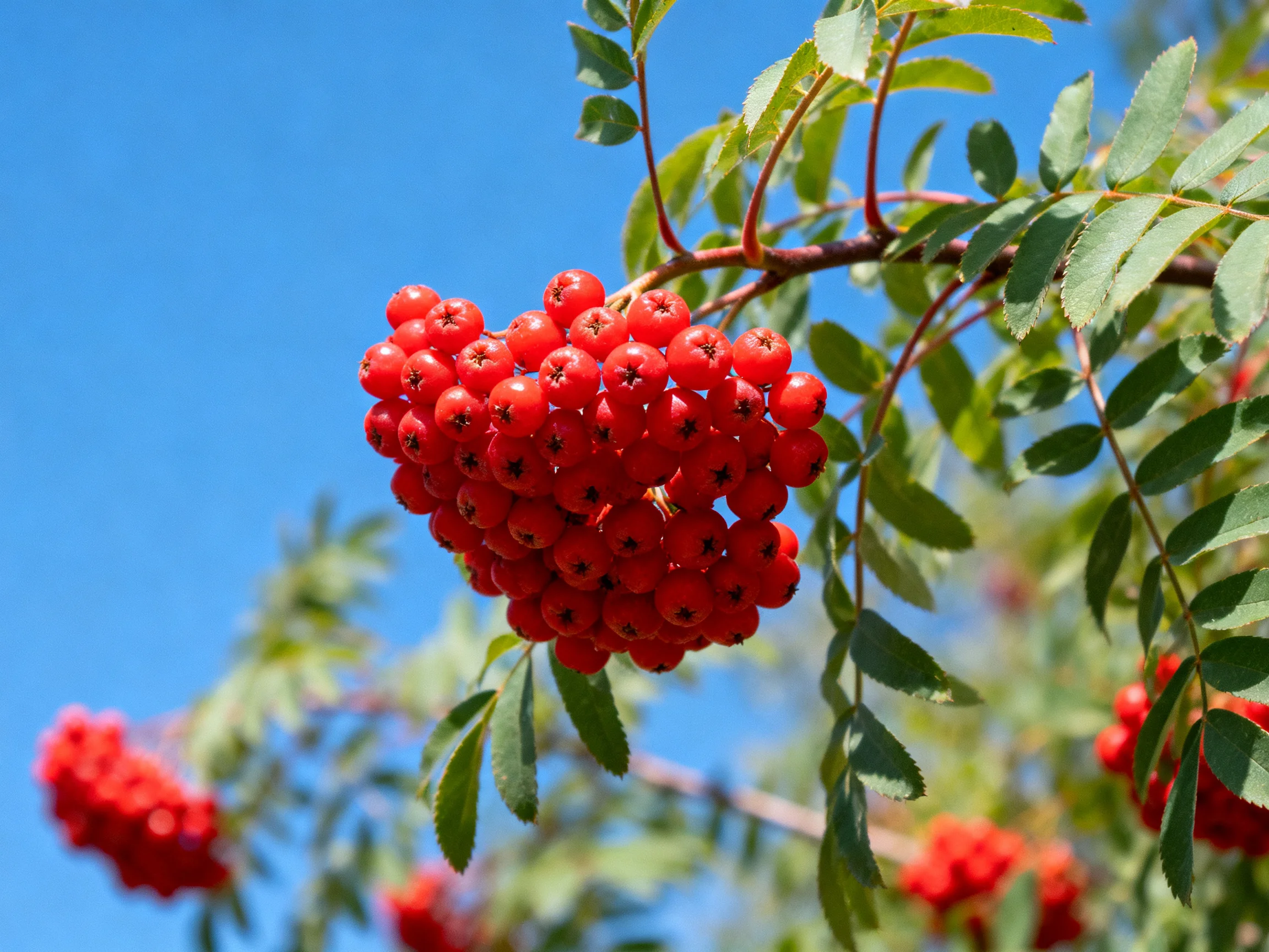 Vibrant red berry clusters cluster on a tree branch under a clear blue sky