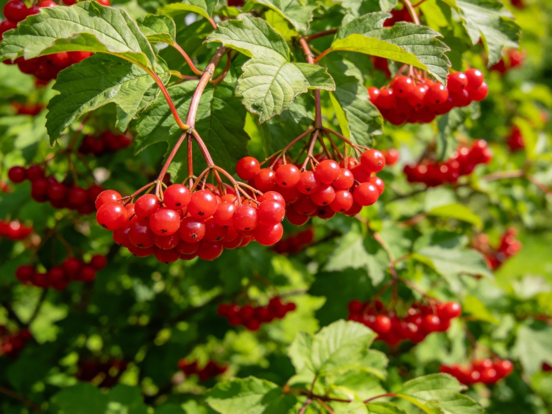 Vibrant red berry clusters hang among lush green foliage
