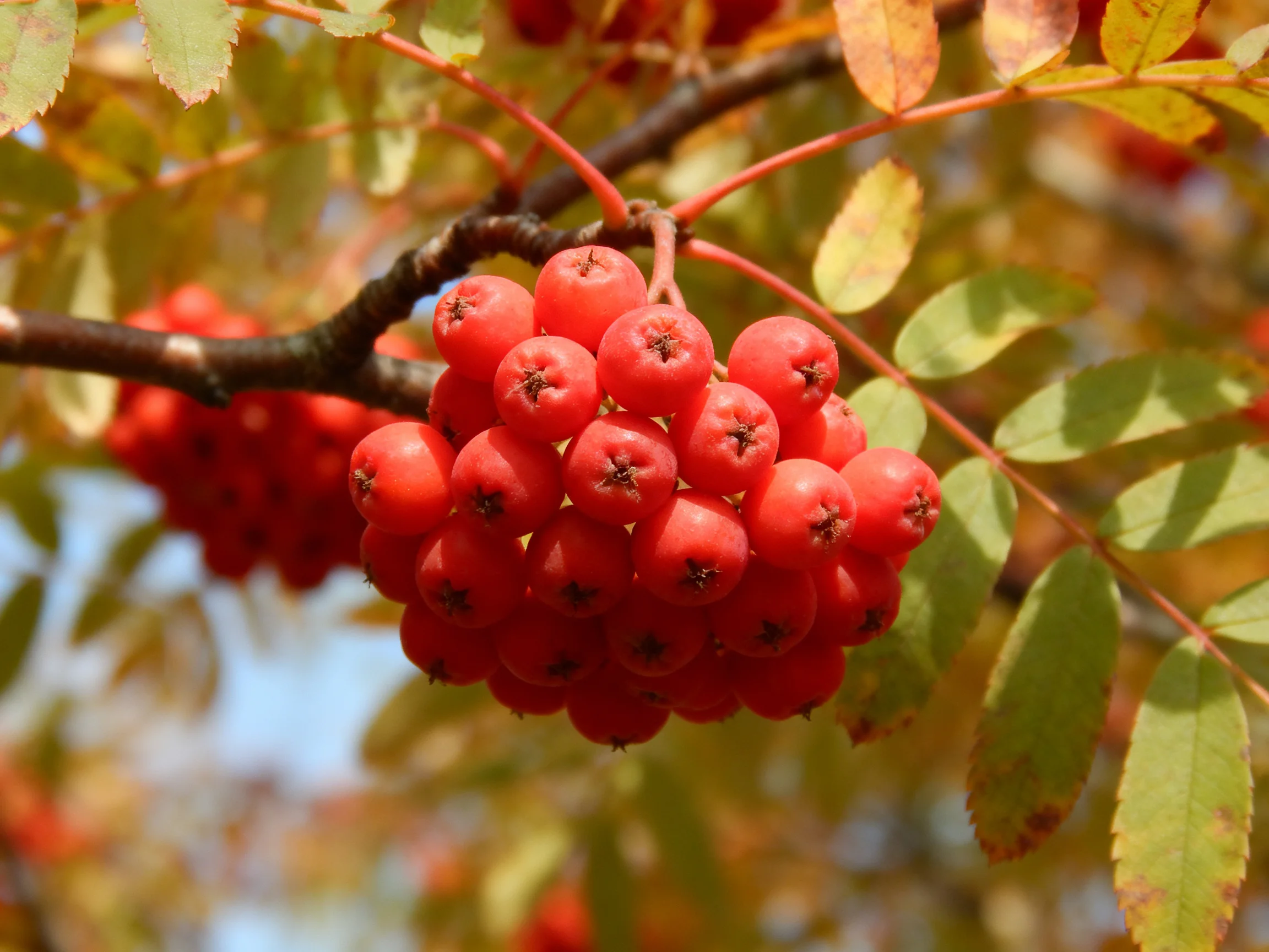 Vibrant red berry clusters hang from a tree branch