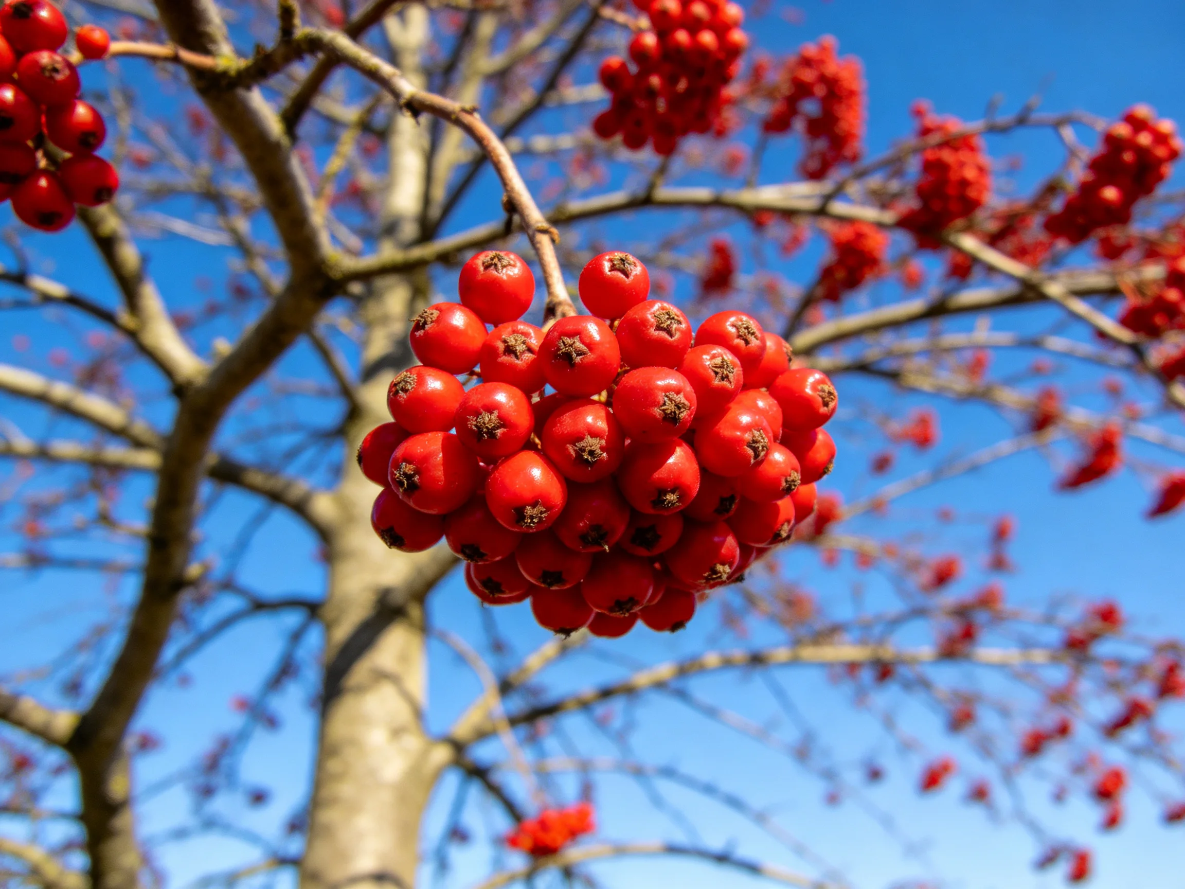 Vibrant red berry clusters hang from bare tree branches under clear blue sky