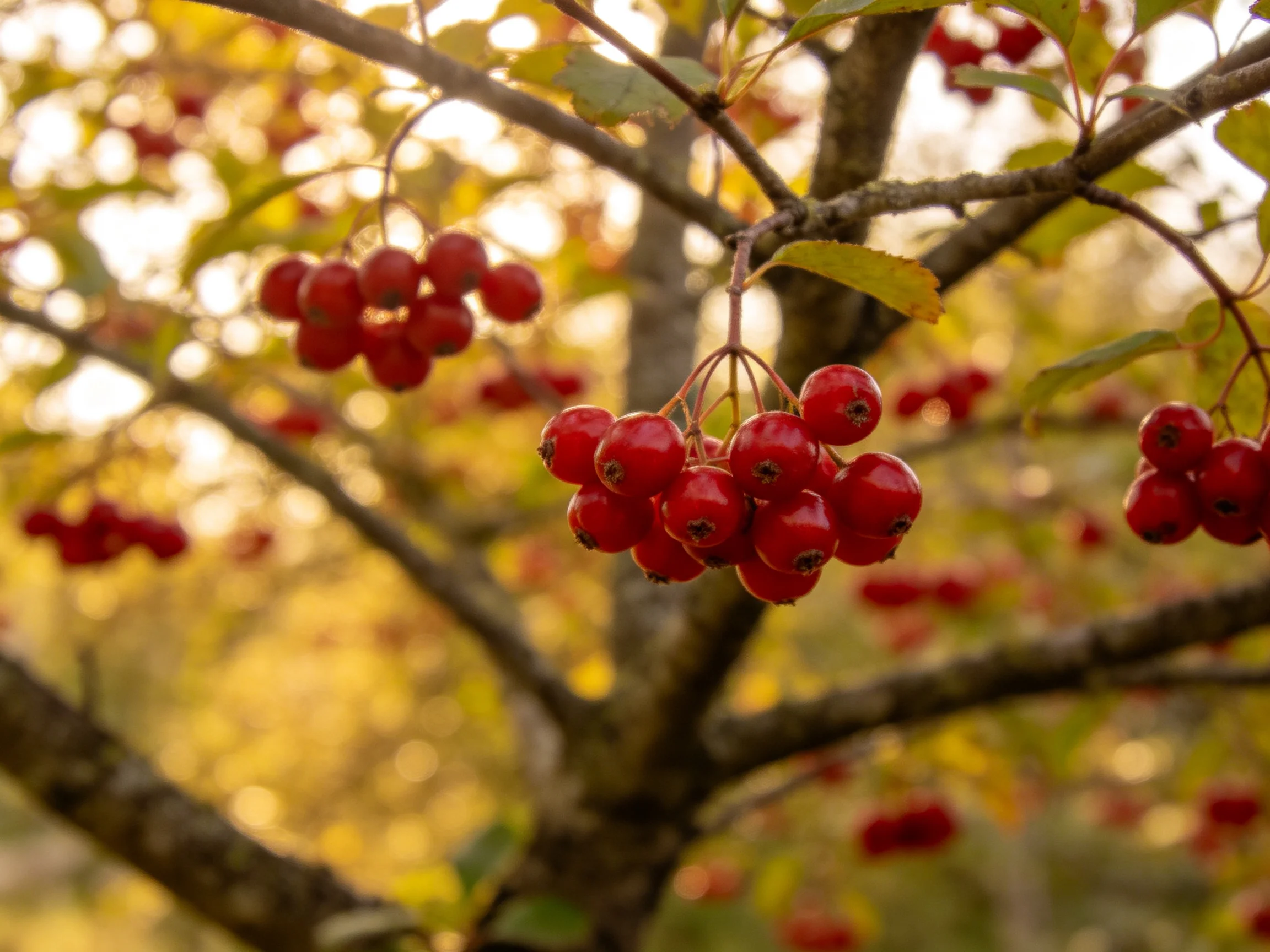 Vibrant red berry clusters hang from gnarled tree branches amid golden foliage