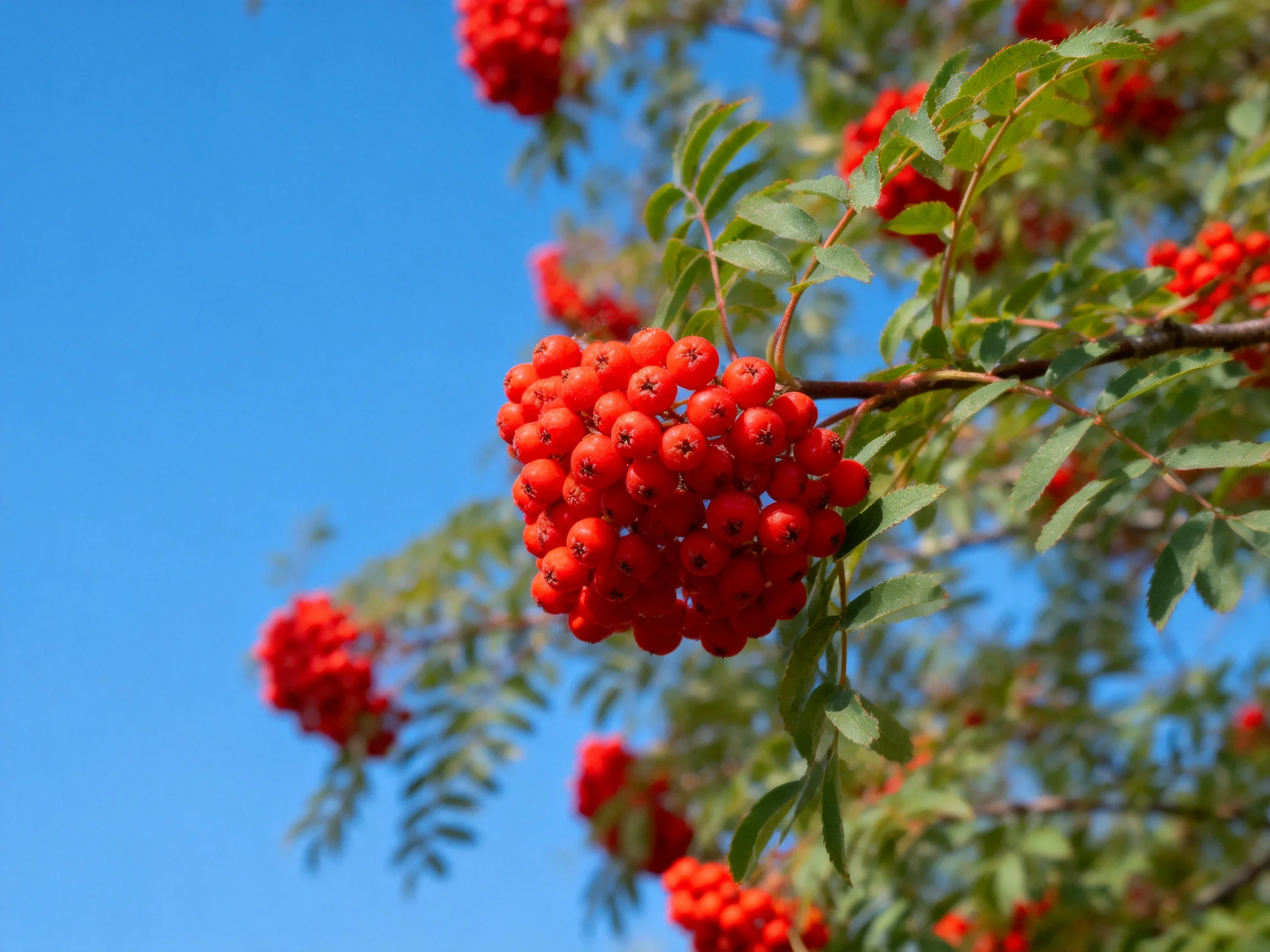 Vibrant red berry clusters hang from green-leaved branches under bright blue sky