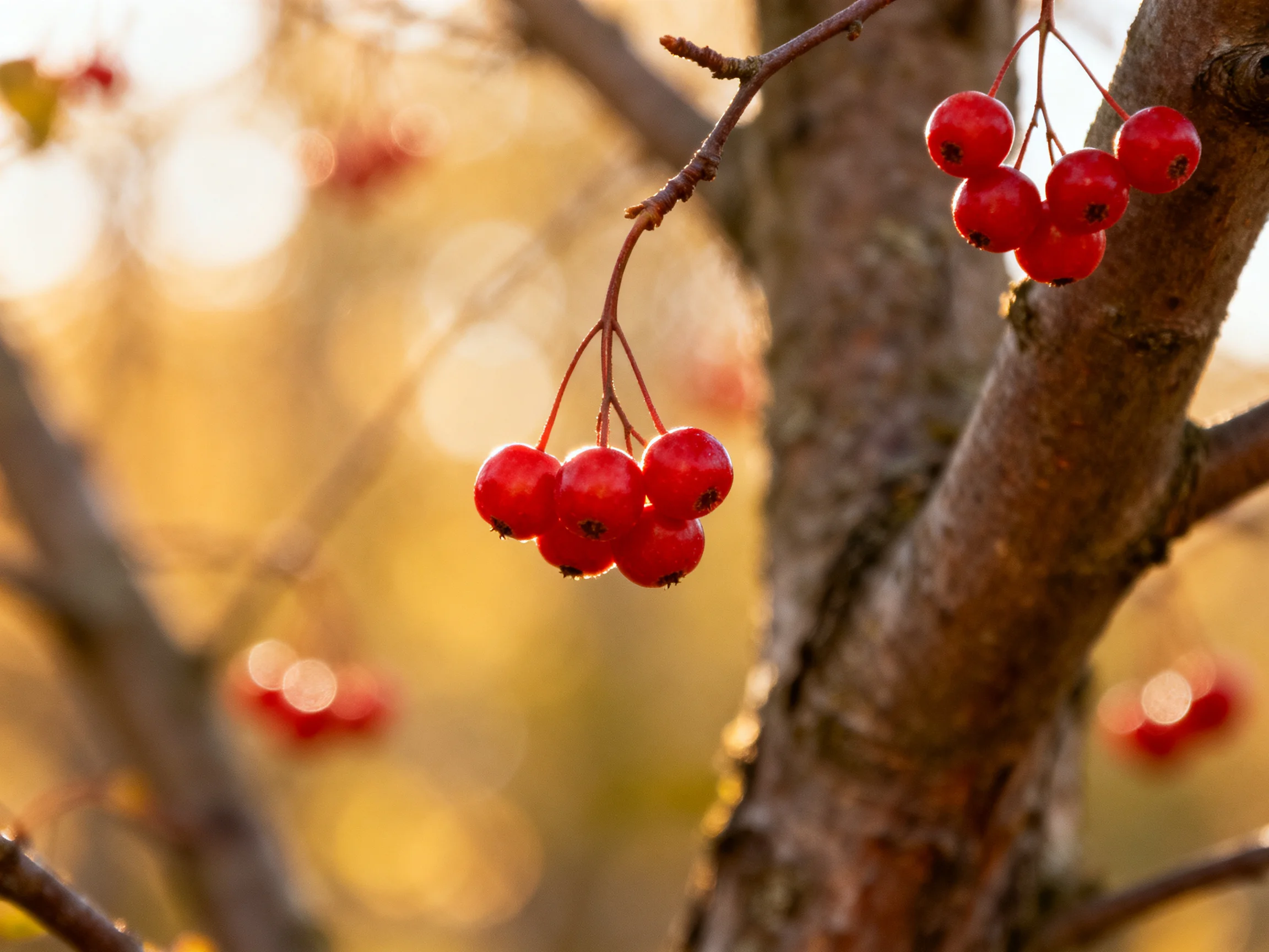 Vibrant red berry clusters hang from tree branches under golden sunlight