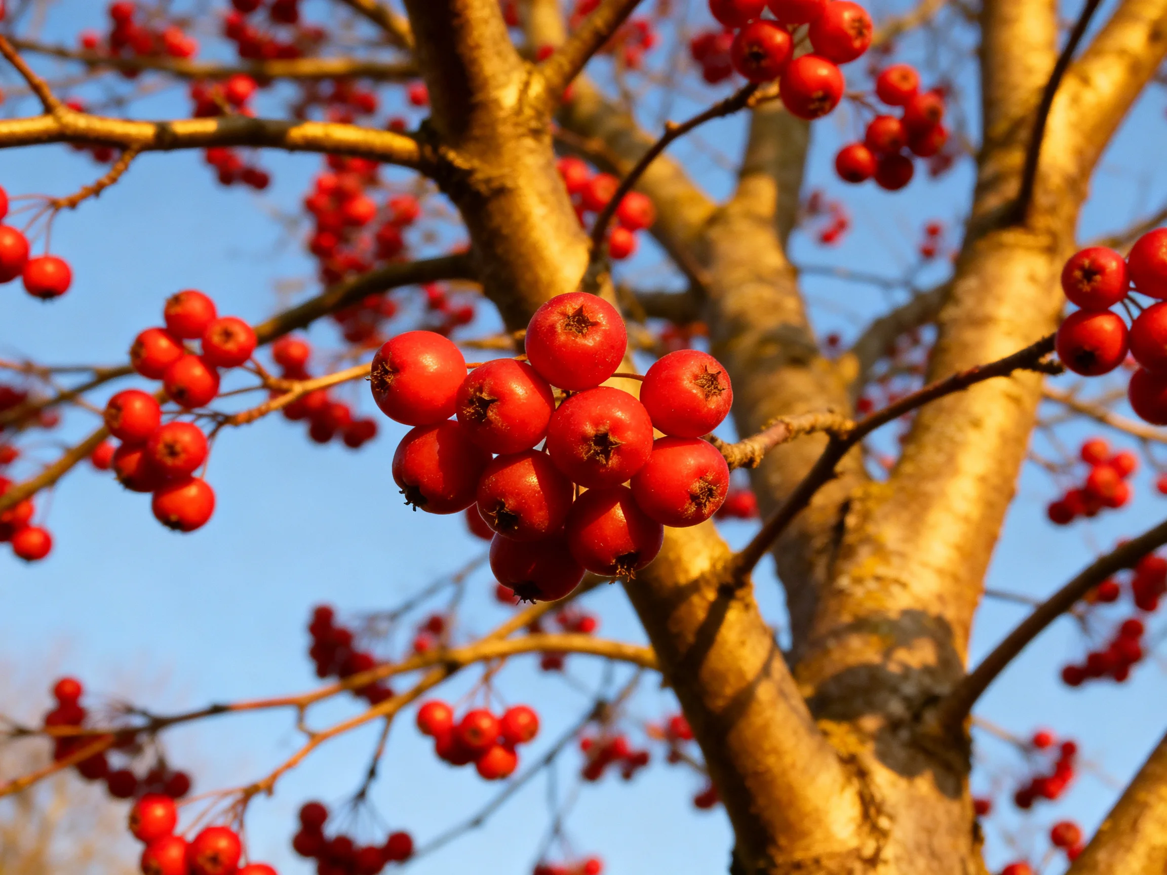 Vibrant red berry clusters on a golden tree trunk under clear blue sky