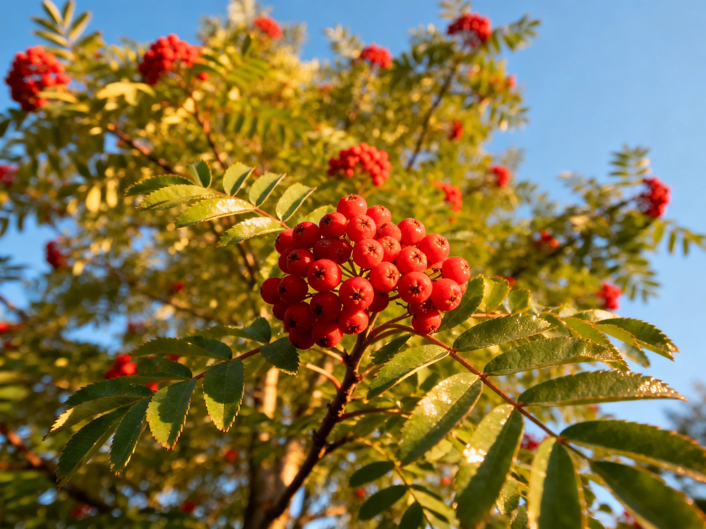 Vibrant red berry clusters on a leafy tree with clear blue sky