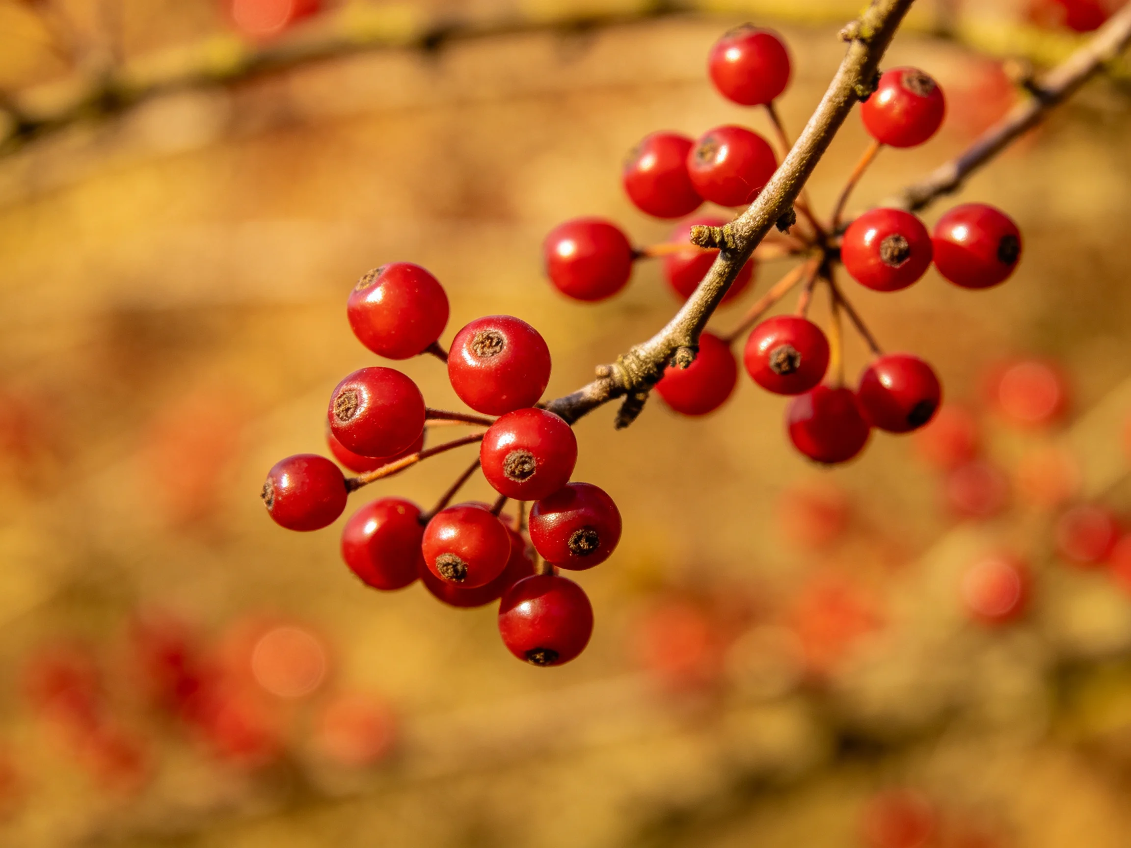 Vibrant red berry clusters on slender branches with a soft golden backdrop
