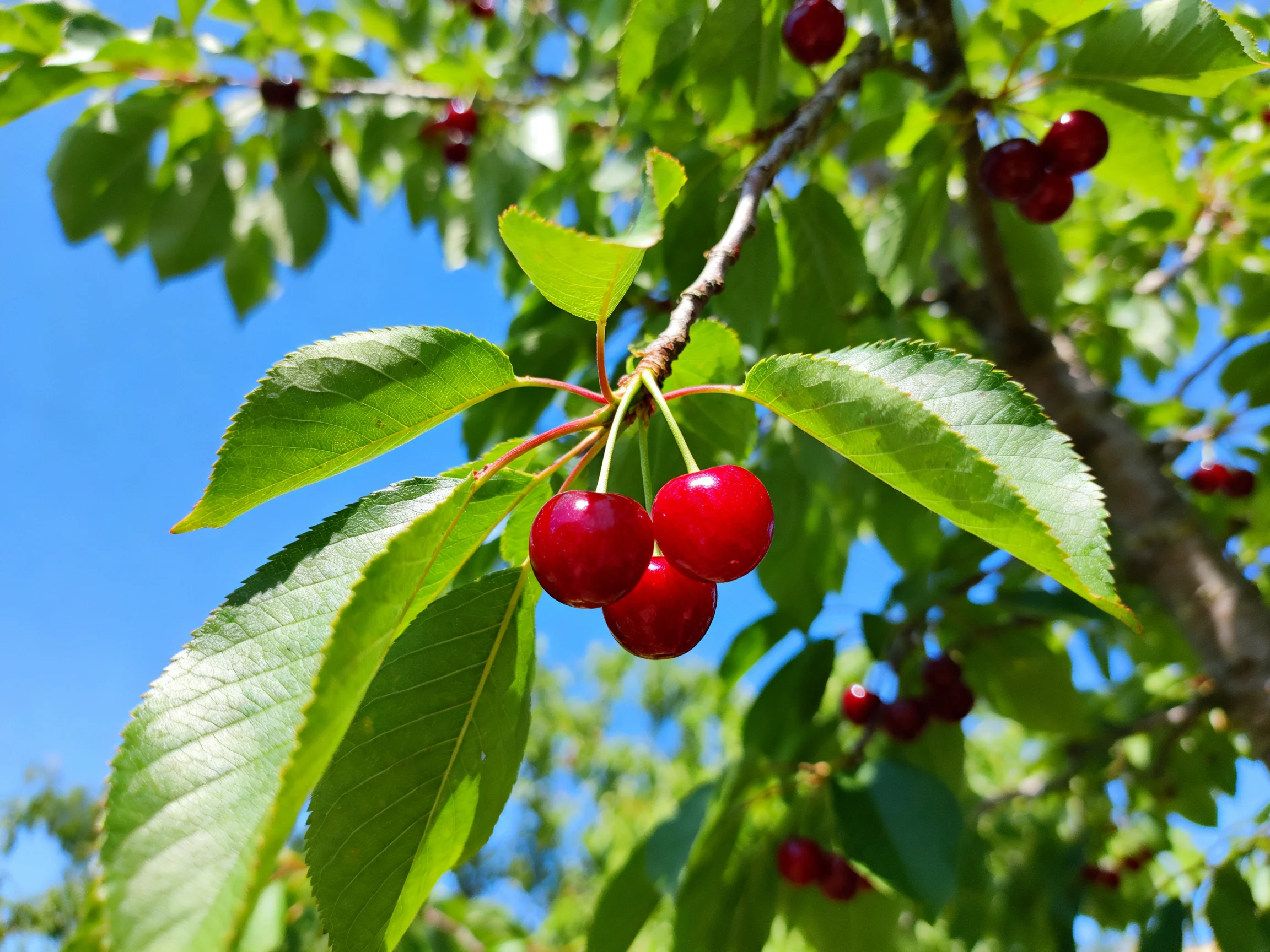 Vibrant red cherries cluster on a leafy cherry tree branch